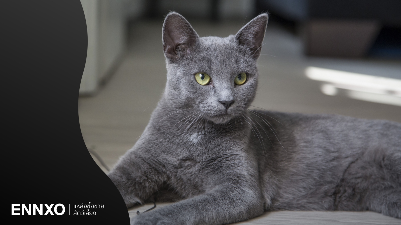 แมวสีเทา พันธุ์อะไร ทำไมถึงเป็นที่นิยมเลี้ยงของทาสแมว