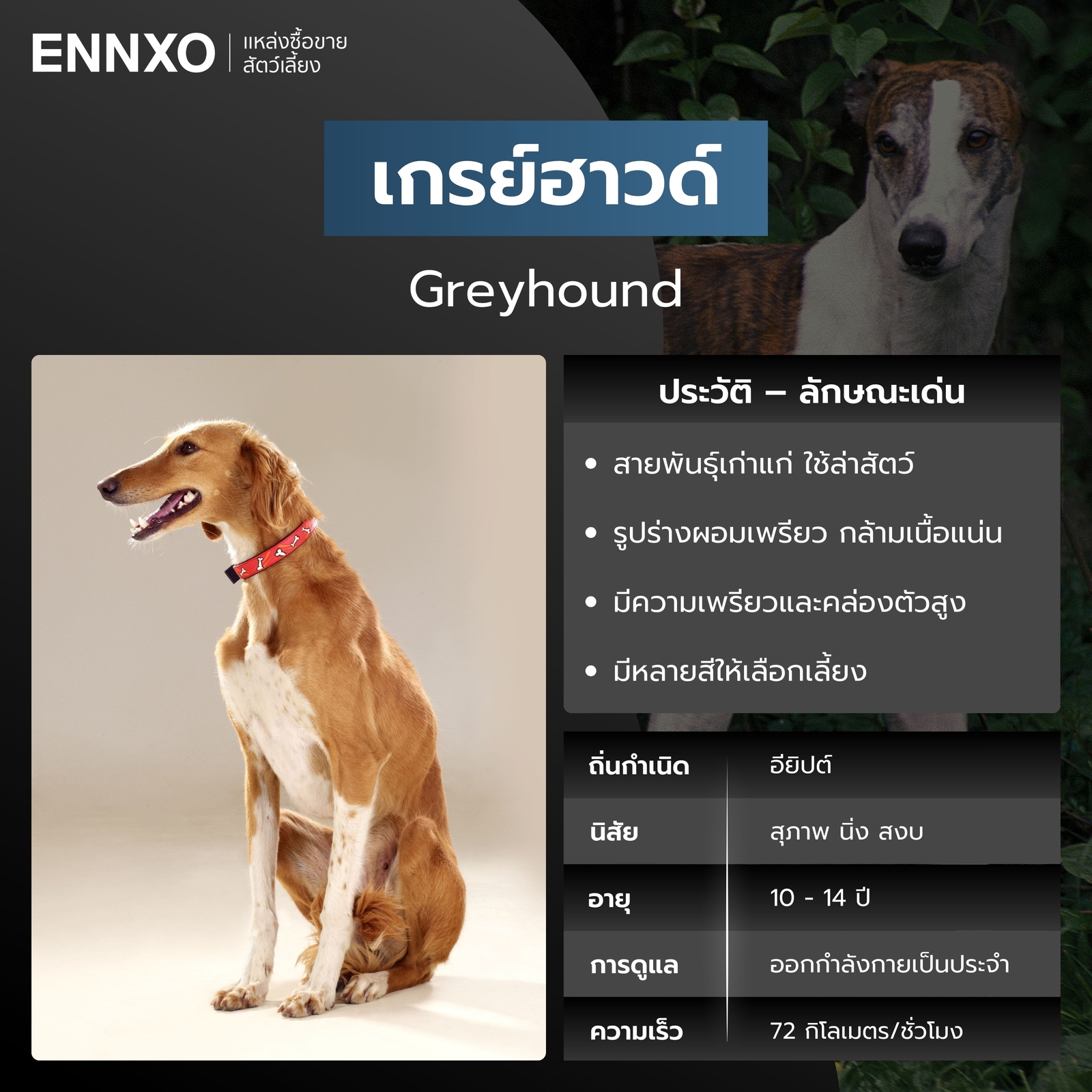 สุนัขเกรย์ฮาวด์ สุนัขวิ่งเร็วที่สุด