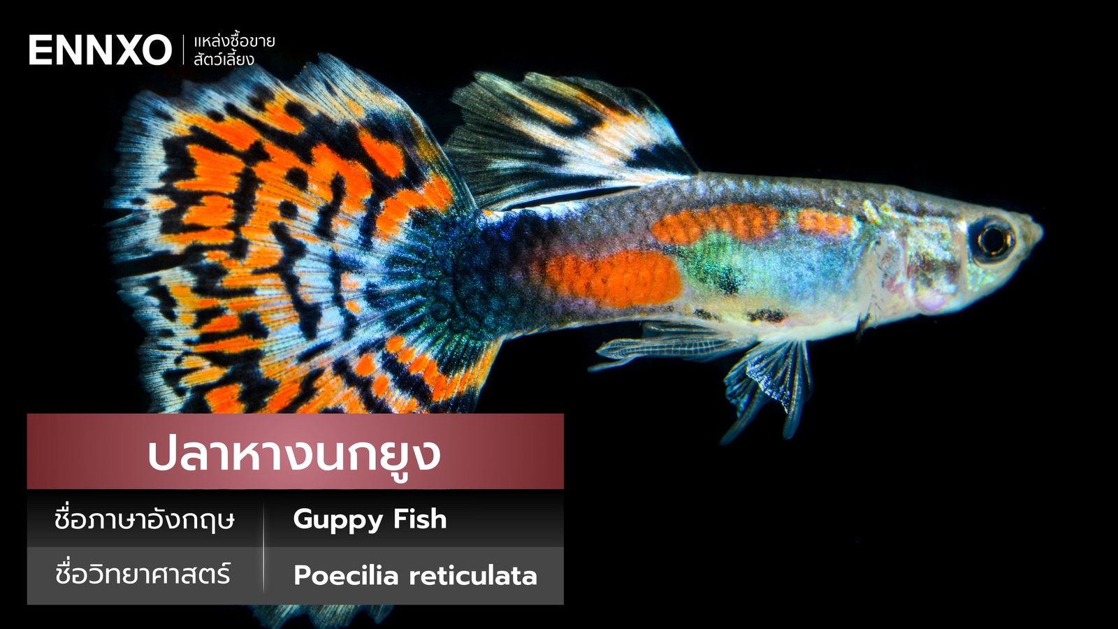 ปลาหางนกยูง ภาษาอังกฤษ ราคาเท่าไหร่