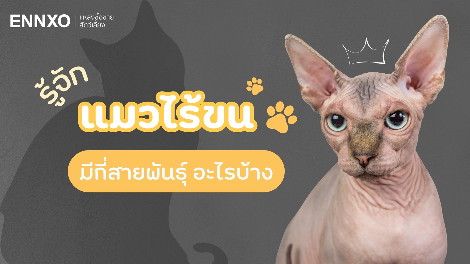 ทำความรู้จักแมวไร้ขน มีพันธุ์อะไรบ้าง