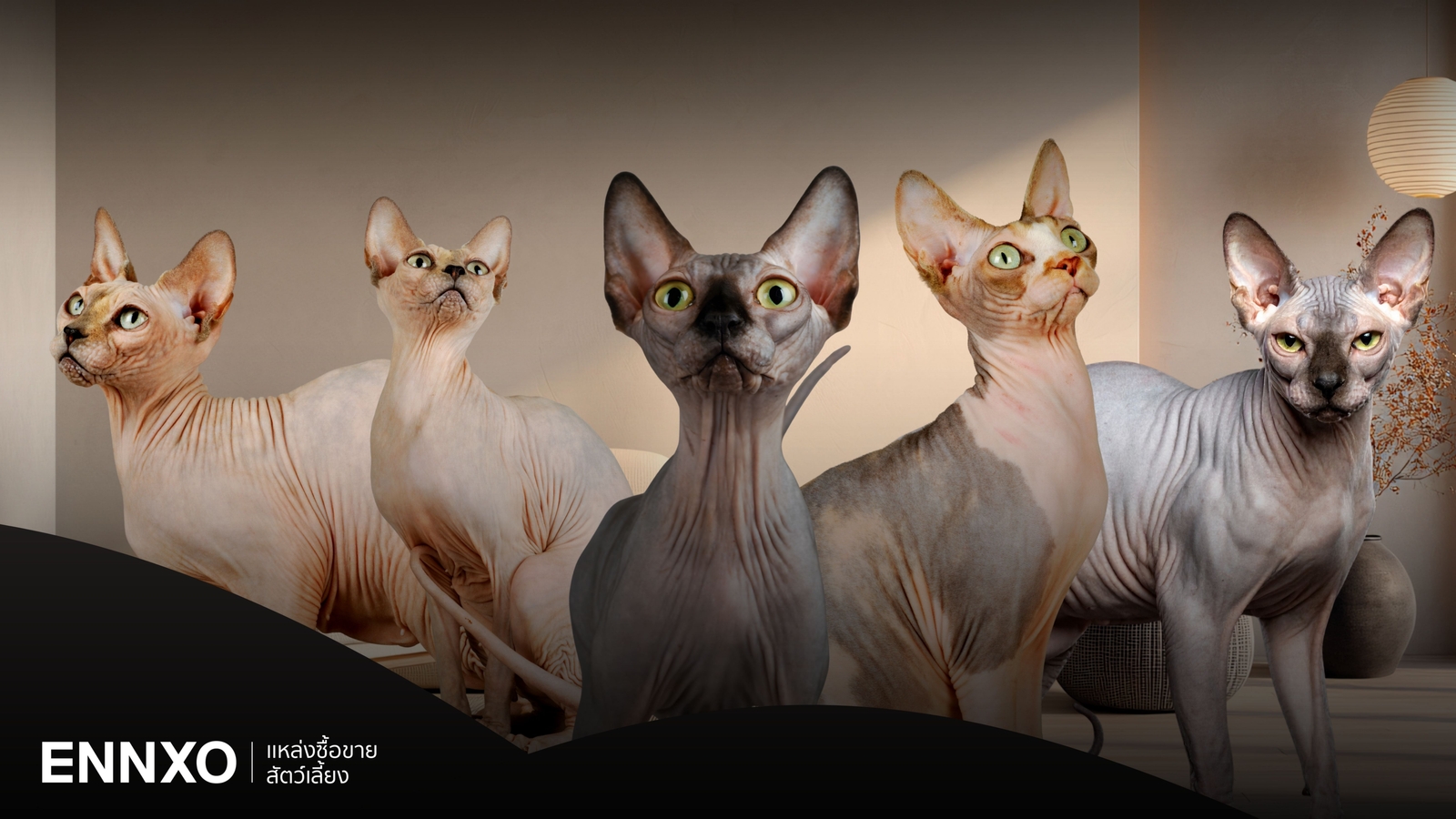 แมวไร้ขน แมวไม่มีขน มีกี่สายพันธุ์ ราคาแพงไหม