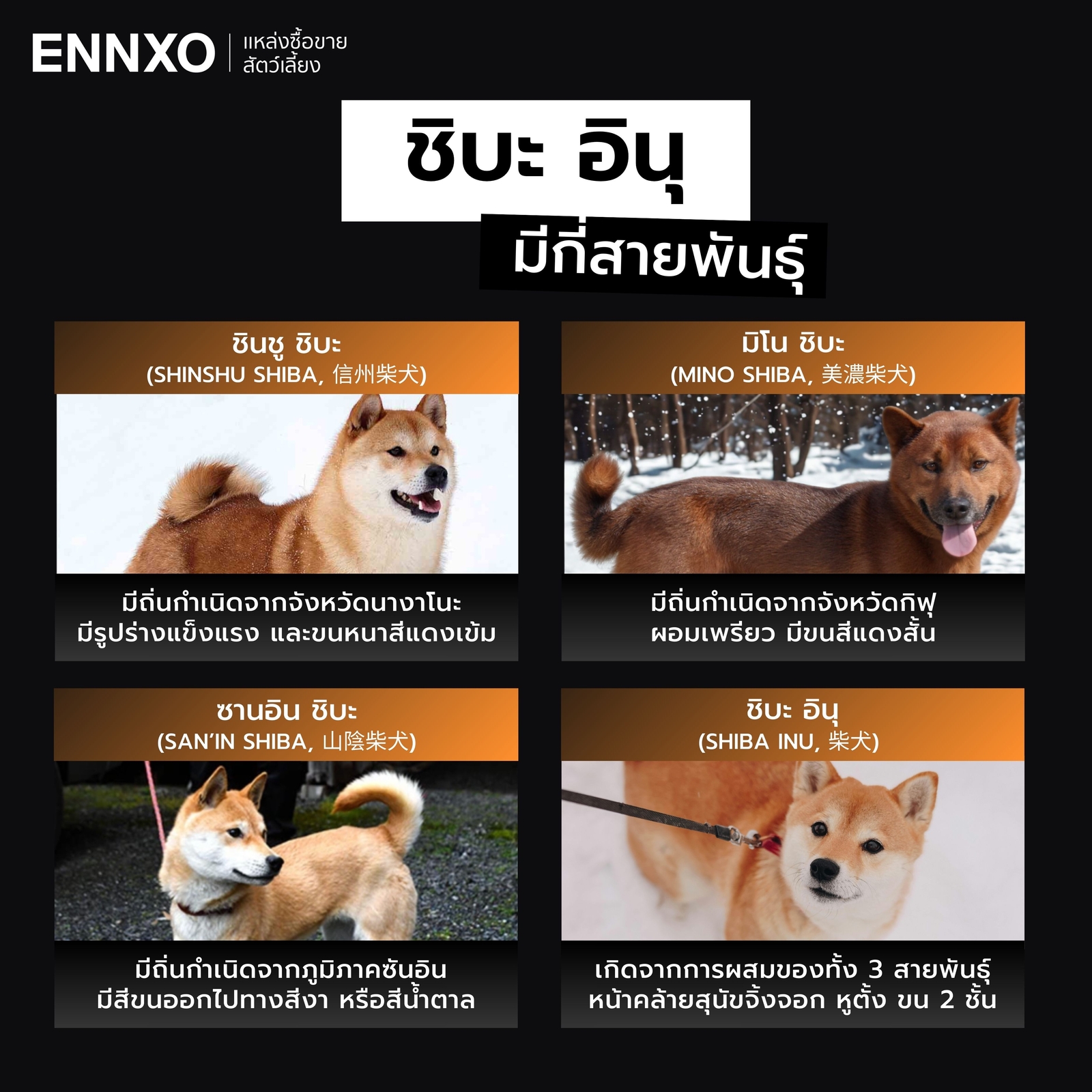 สุนัขชิบะ อินุ มีกี่สายพันธุ์