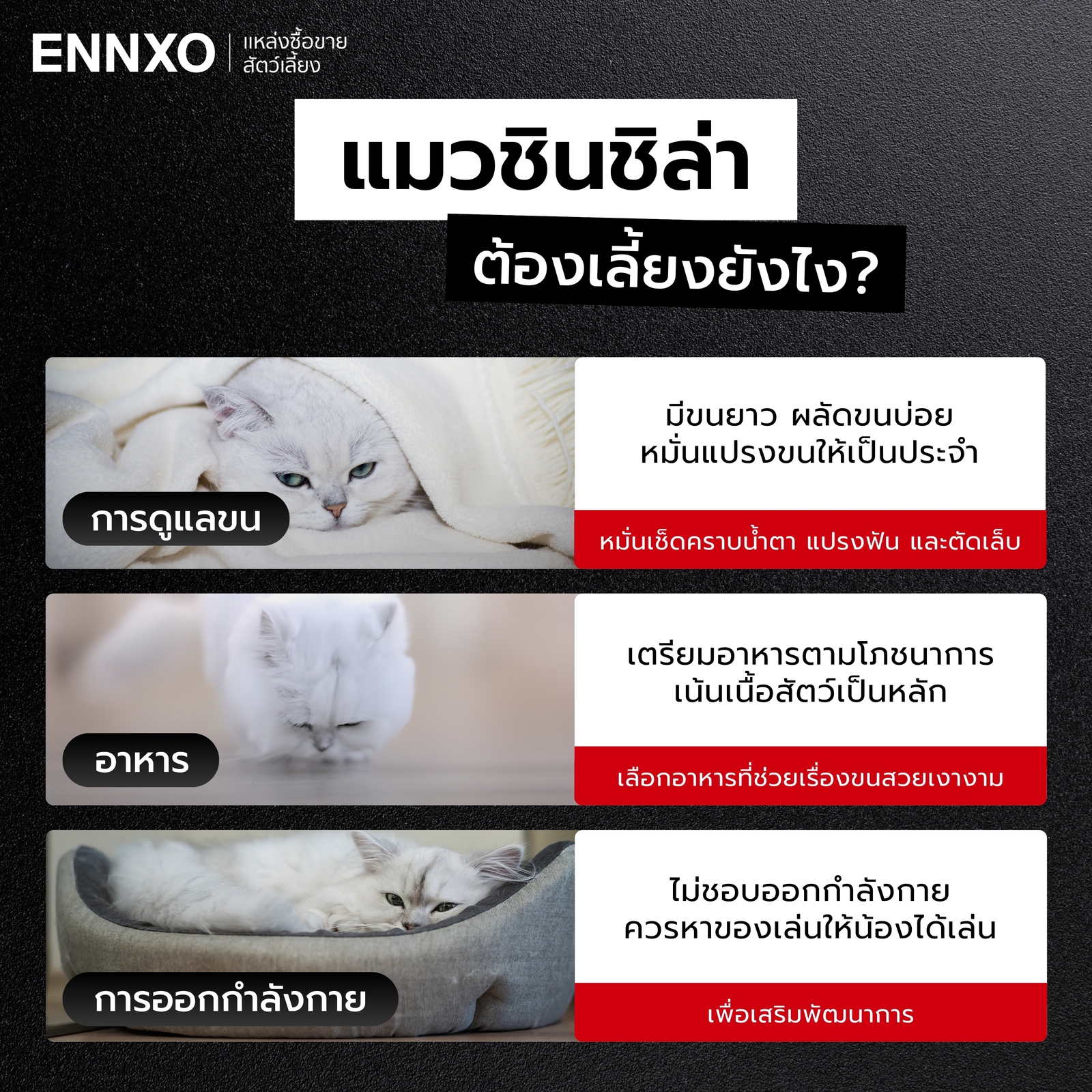 แมวชินชิล่า เลี้ยงยากไหม