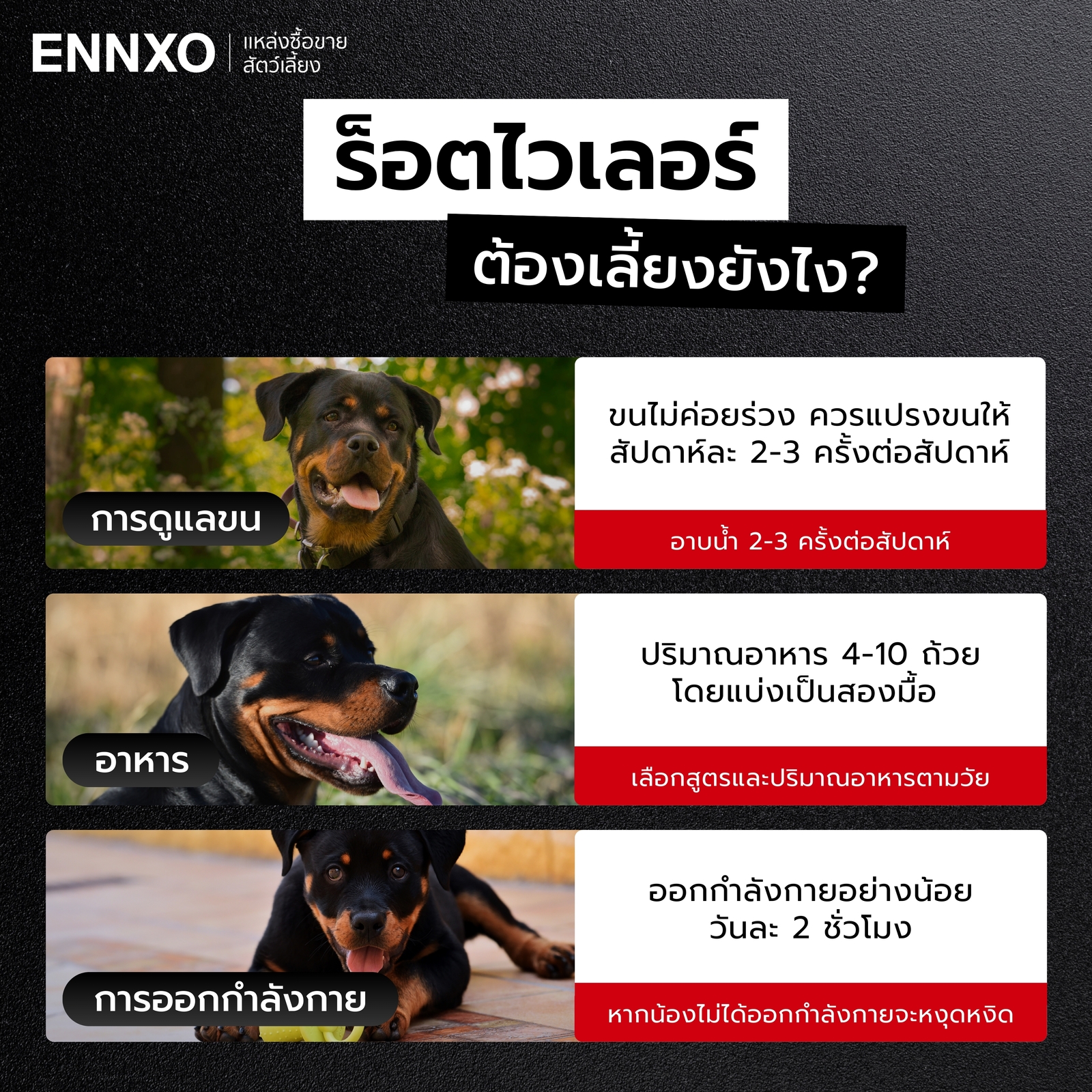 การเลี้ยงสุนัขร็อตไวเลอร์