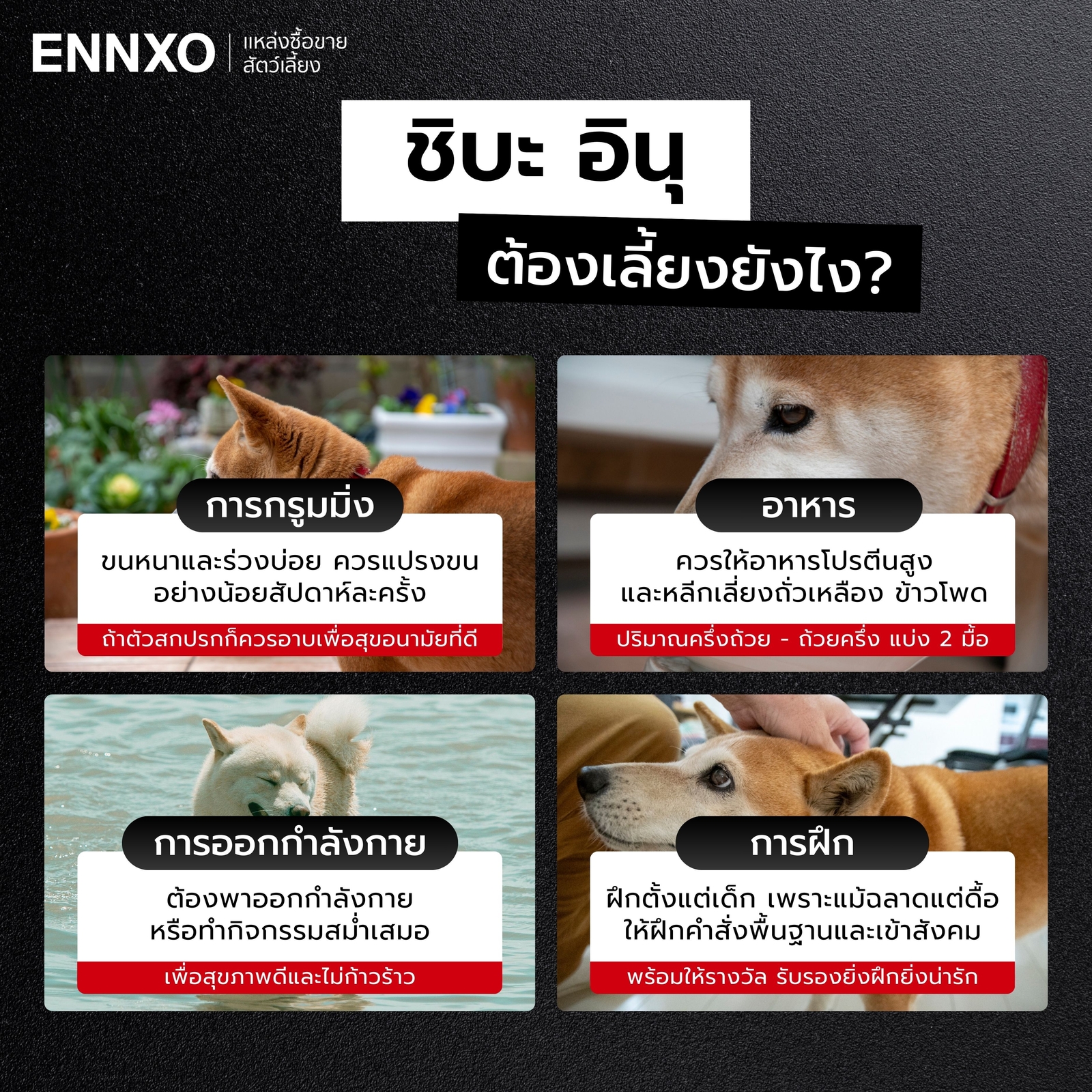 สุนัขชิบะ อินุ ดุไหม เลี้ยงยากรึเปล่า