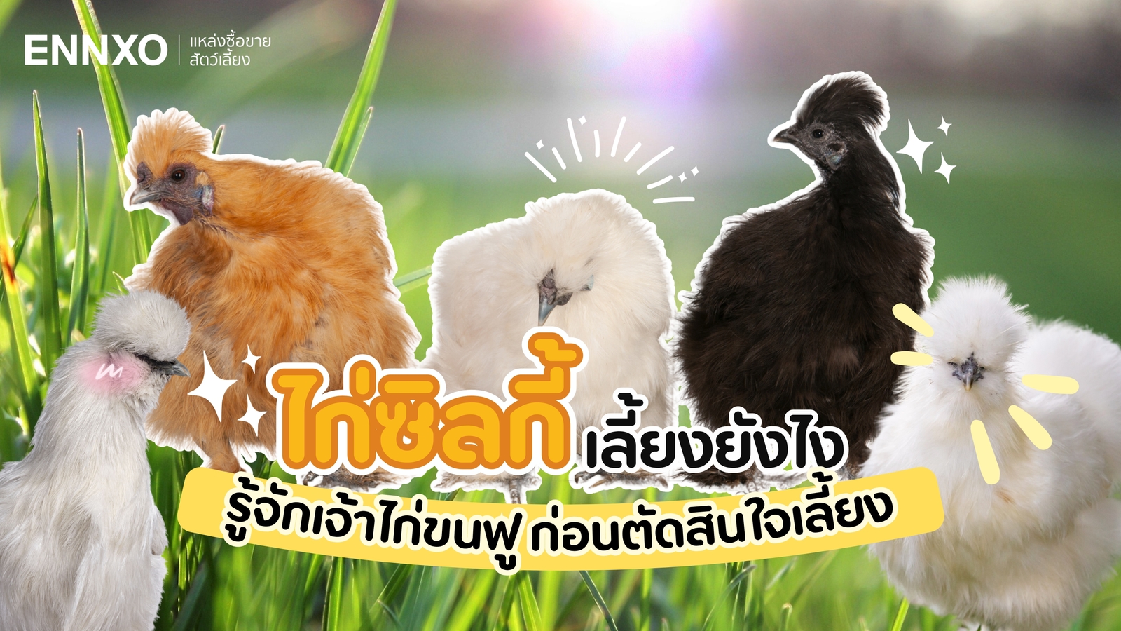 รู้จักไก่ซิลกี้ขนปุกปุยสุดน่ารัก เลี้ยงยังไง กินได้ไหม 