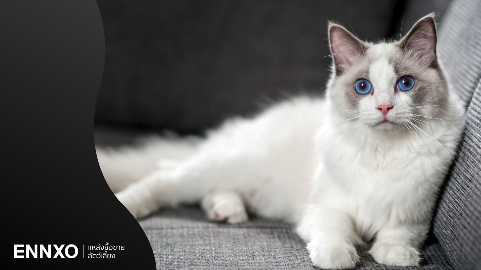 รวมแมวต่างประเทศ เช็คเลยแมวพันธุ์ไหนเหมาะกับคุณ