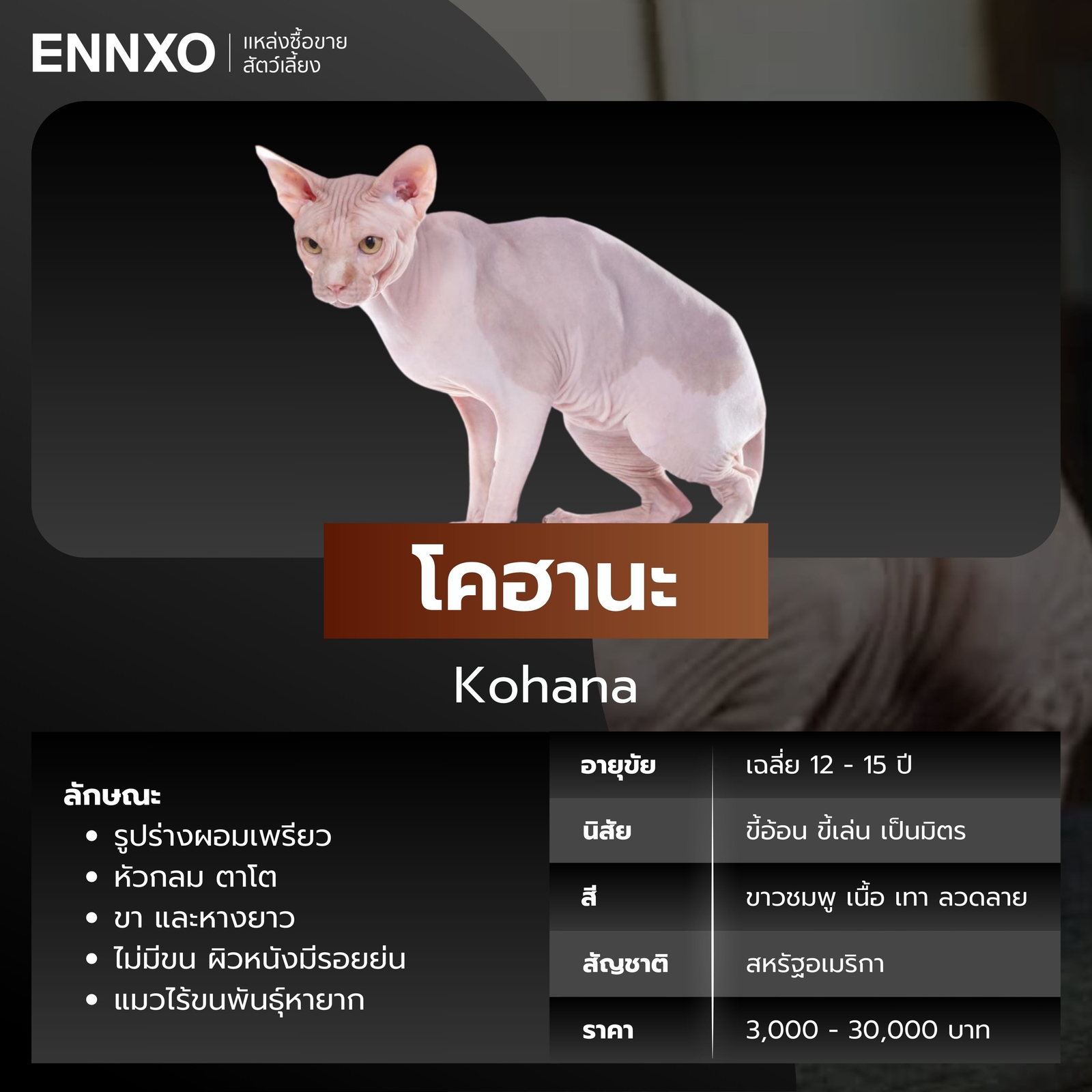 แมวไร้ขน โคฮานะ