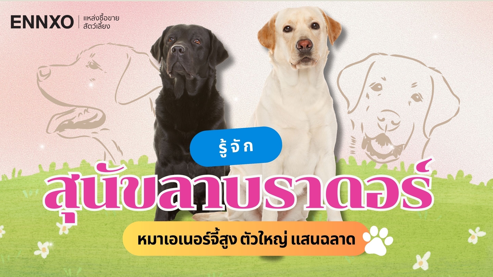 สุนัขลาบราดอร์แท้ดูยังไง (Labrador) รู้จักประวัติ มีนิสัยดุไหม?