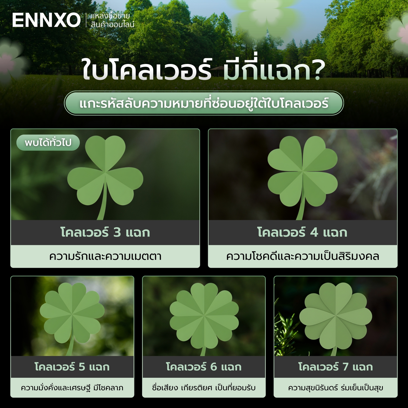 ใบโคลเวอร์ มีกี่แฉก แต่ละแฉกหมายถึงอะไร