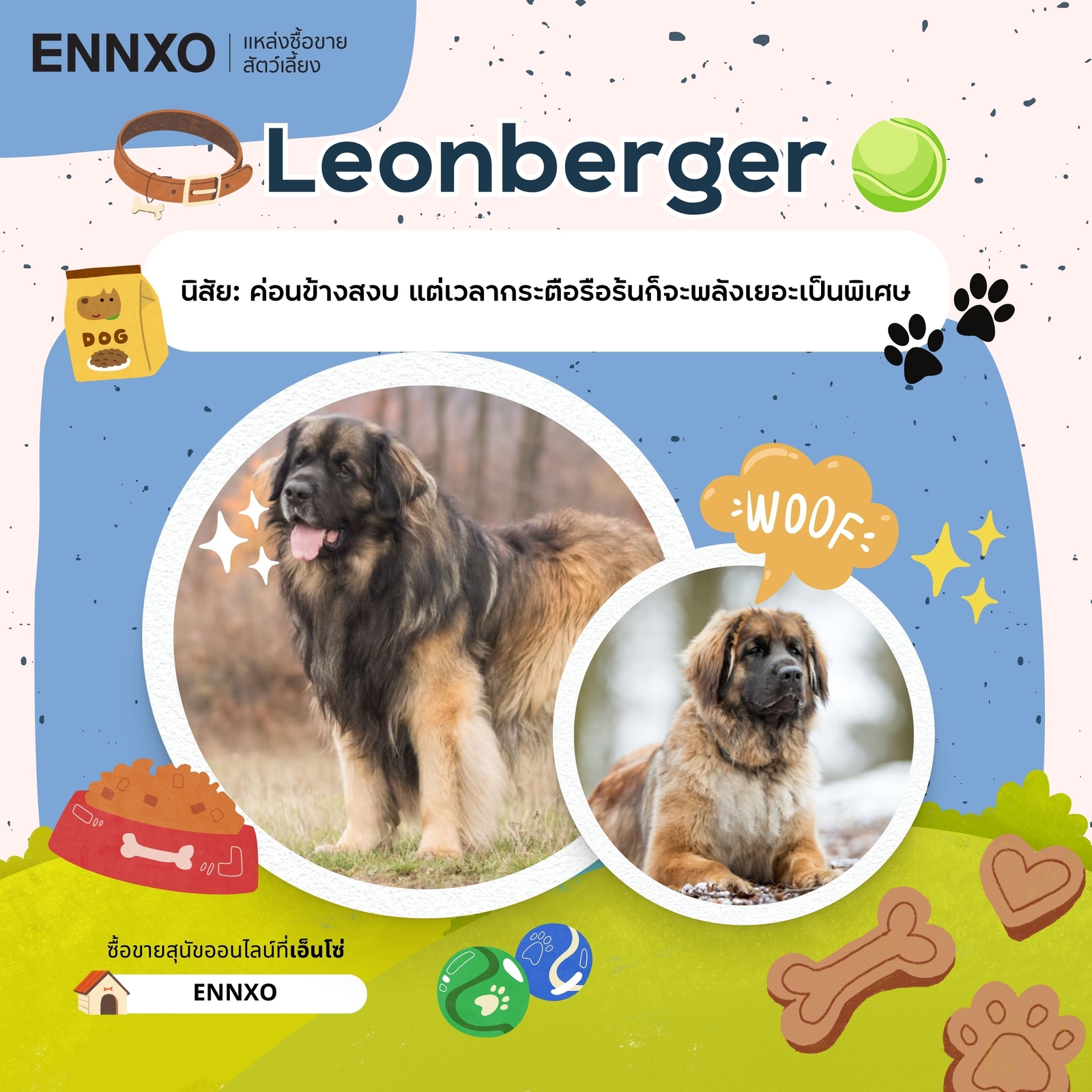 ซื้อขาย Leonberger ลีออนเบอร์เกอร์