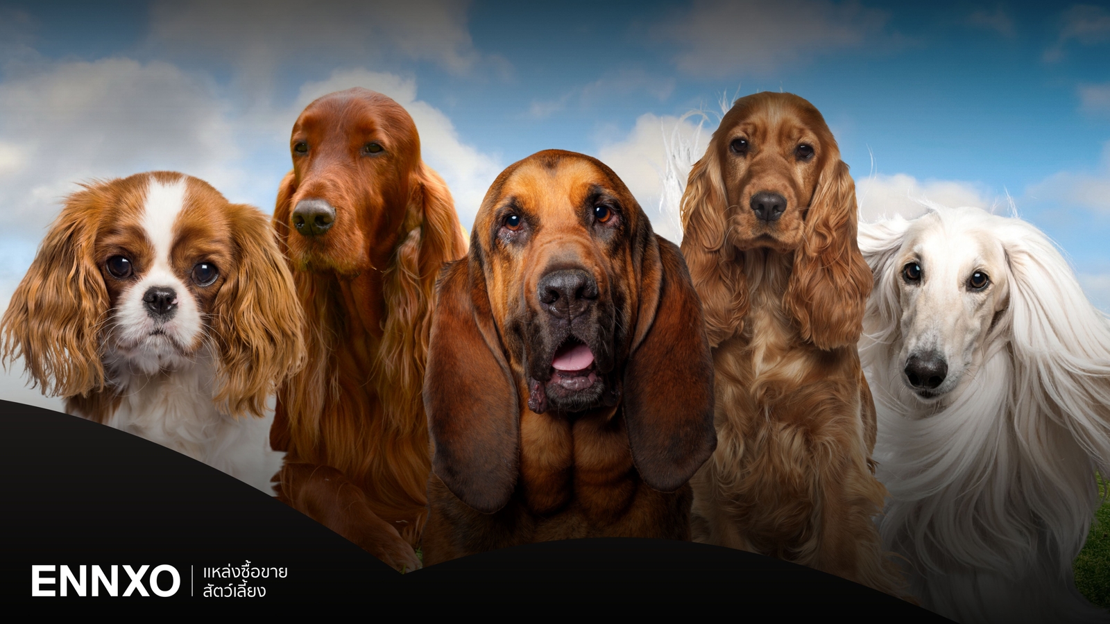 รวมสายพันธุ์สุนัขหูยาว ทั้งหมดมีอะไรบ้าง?