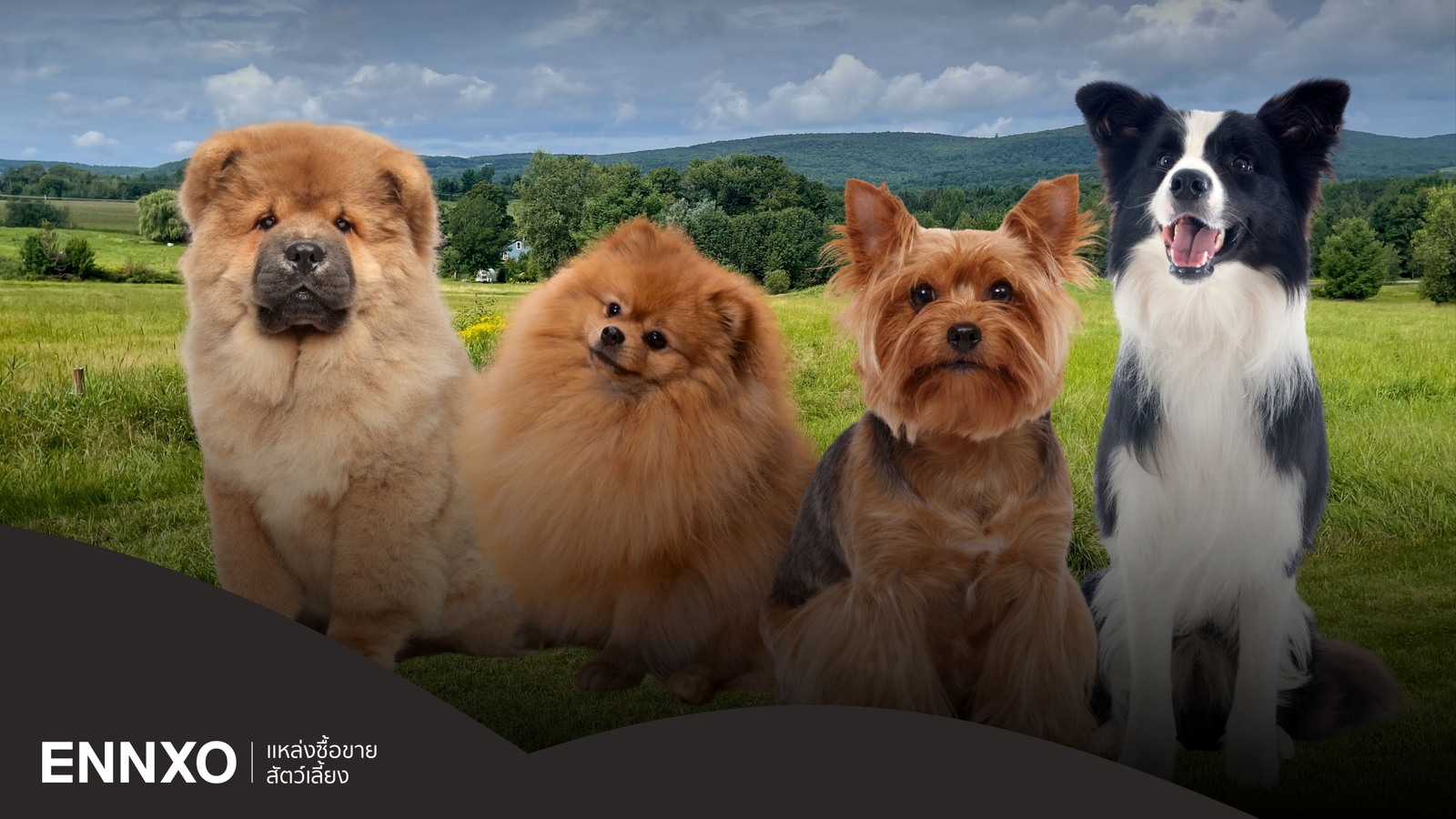 สายพันธุ์สุนัขขนยาว มีอะไรบ้าง ลักษณะ นิสัย และการดูแล