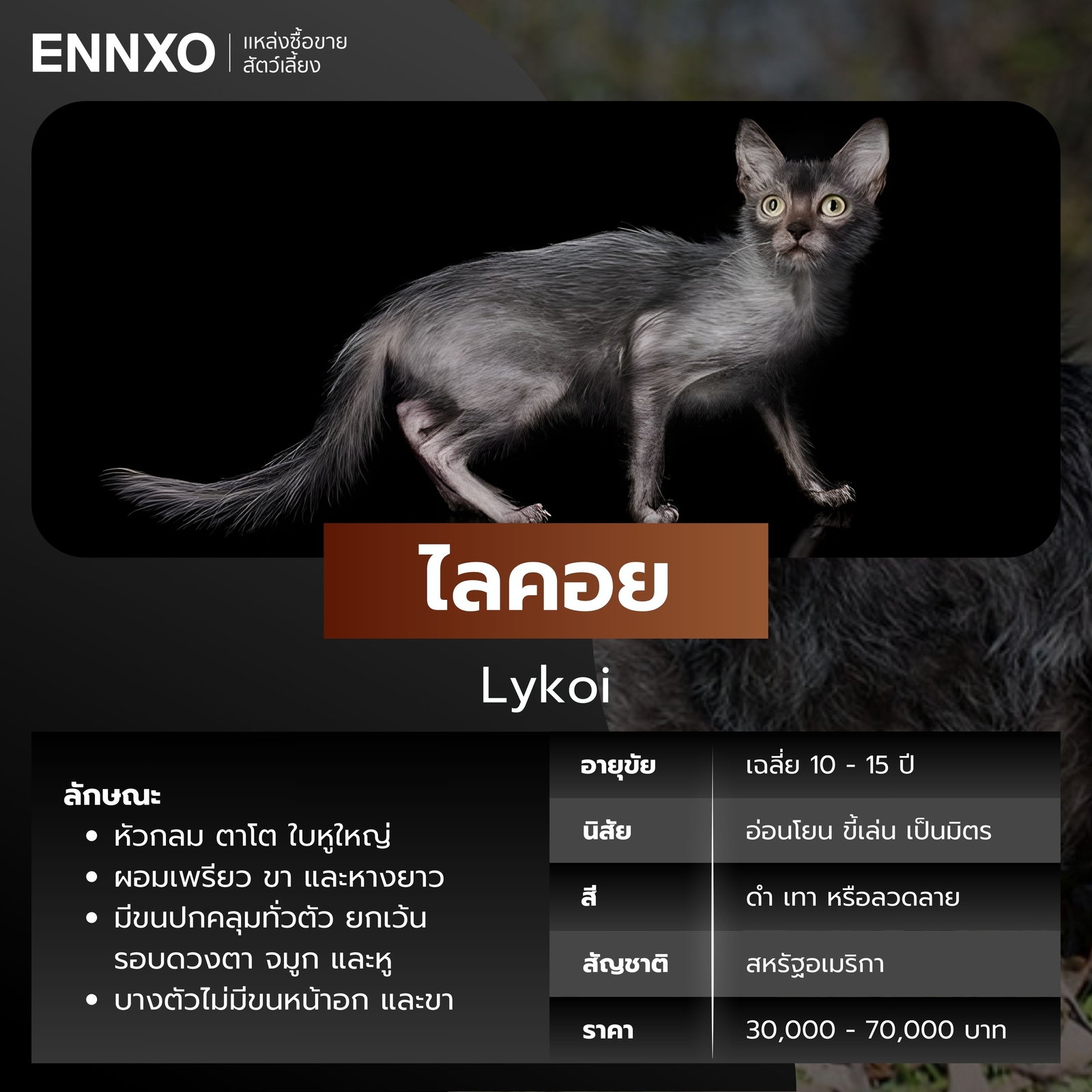 แมวไร้ขน ไลคอย