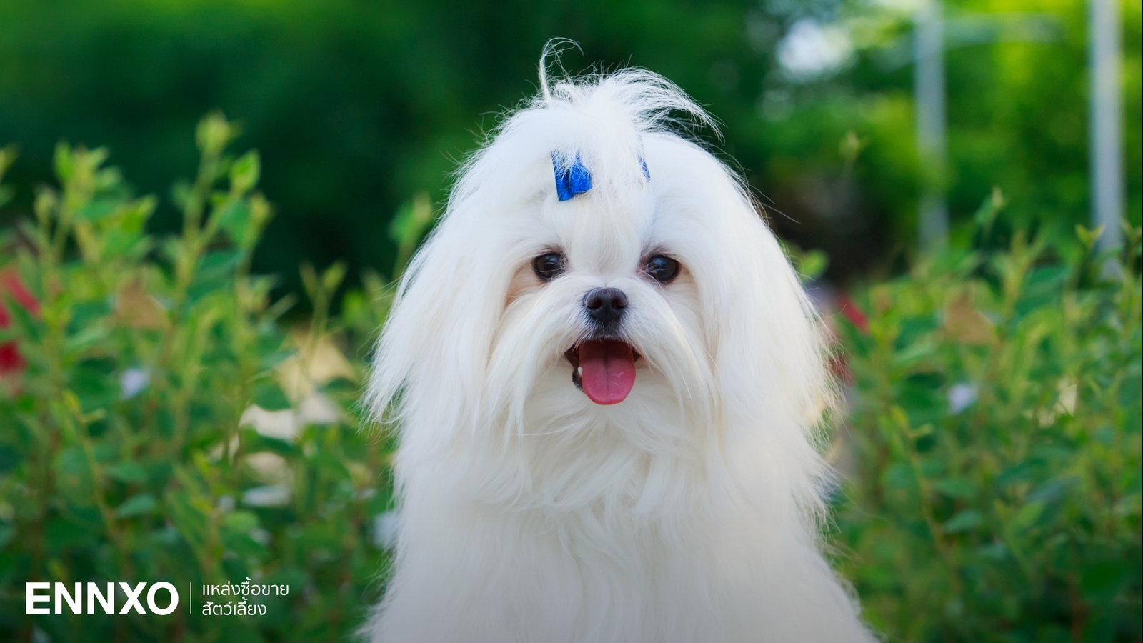 รู้จักมอลทีส (Maltese) สุนัขน่ารัก พร้อมลักษณะนิสัยและวิธีเลี้ยง