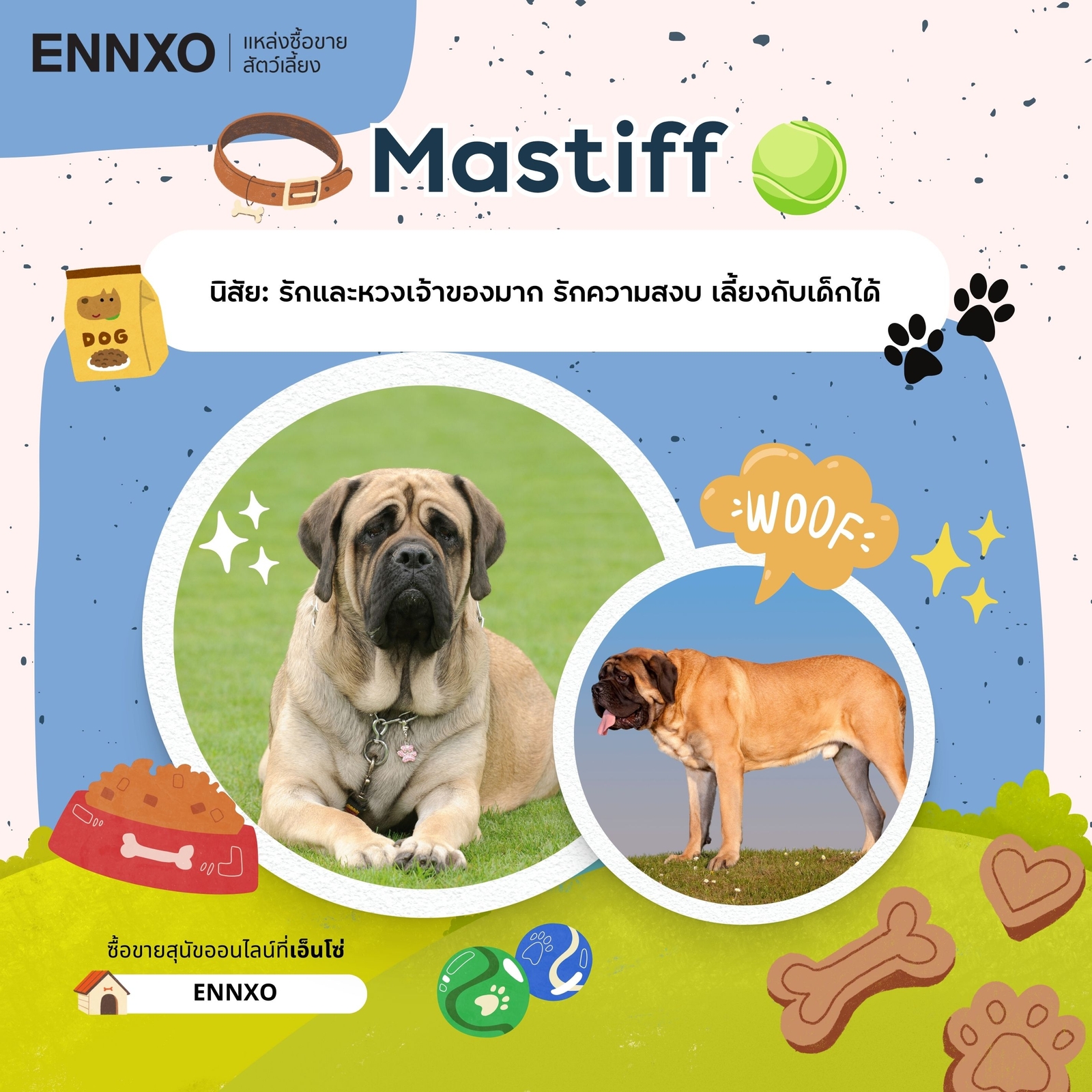 ซื้อขาย Mastiff มาสทิฟฟ์