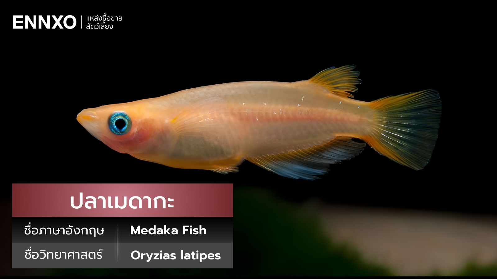 ปลาเมดากะ ราคาเท่าไหร่