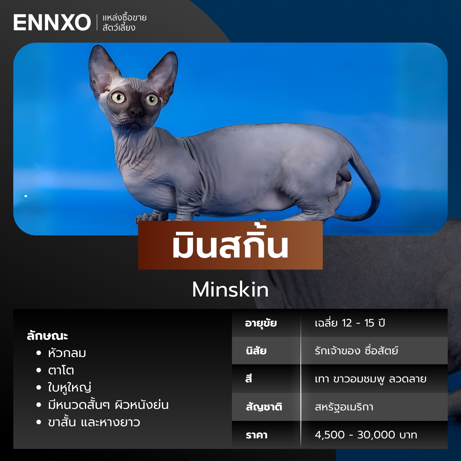 แมวไร้ขน มินสกิ้น