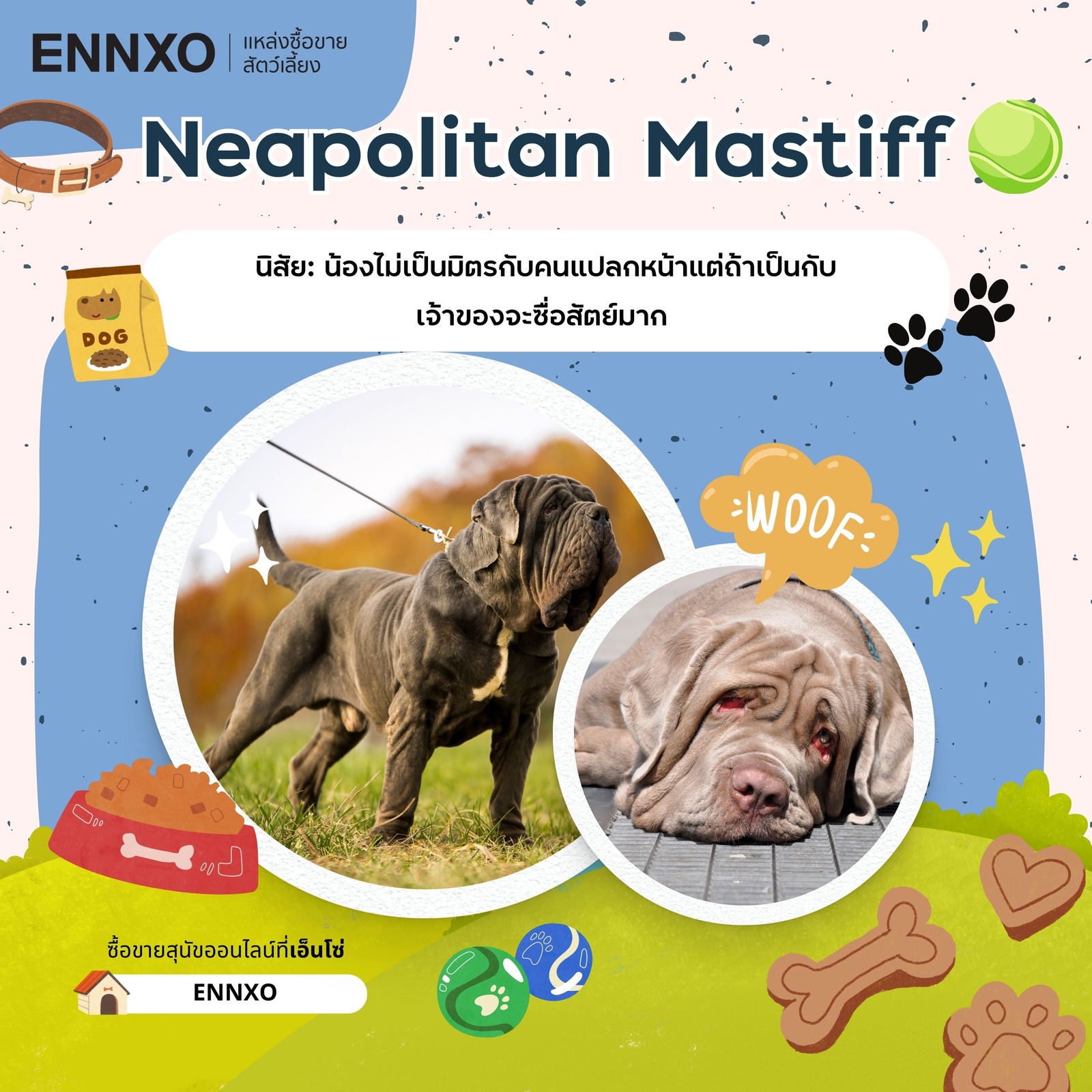 ซื้อขาย Neapolitan Mastiff นโปเลียน มาสทิฟ