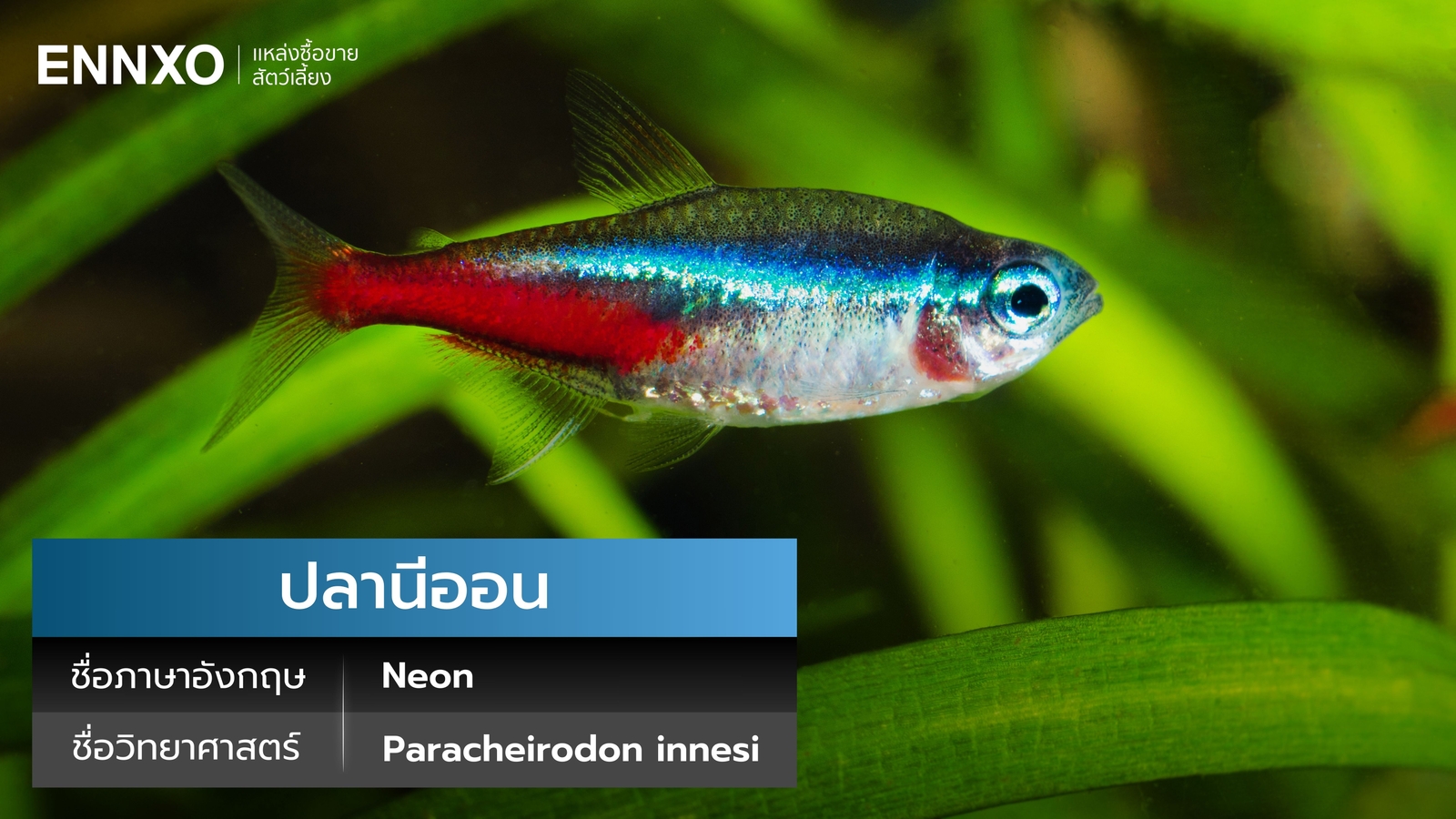 ปลานีออน ภาษาอังกฤษ นิสัย และราคา