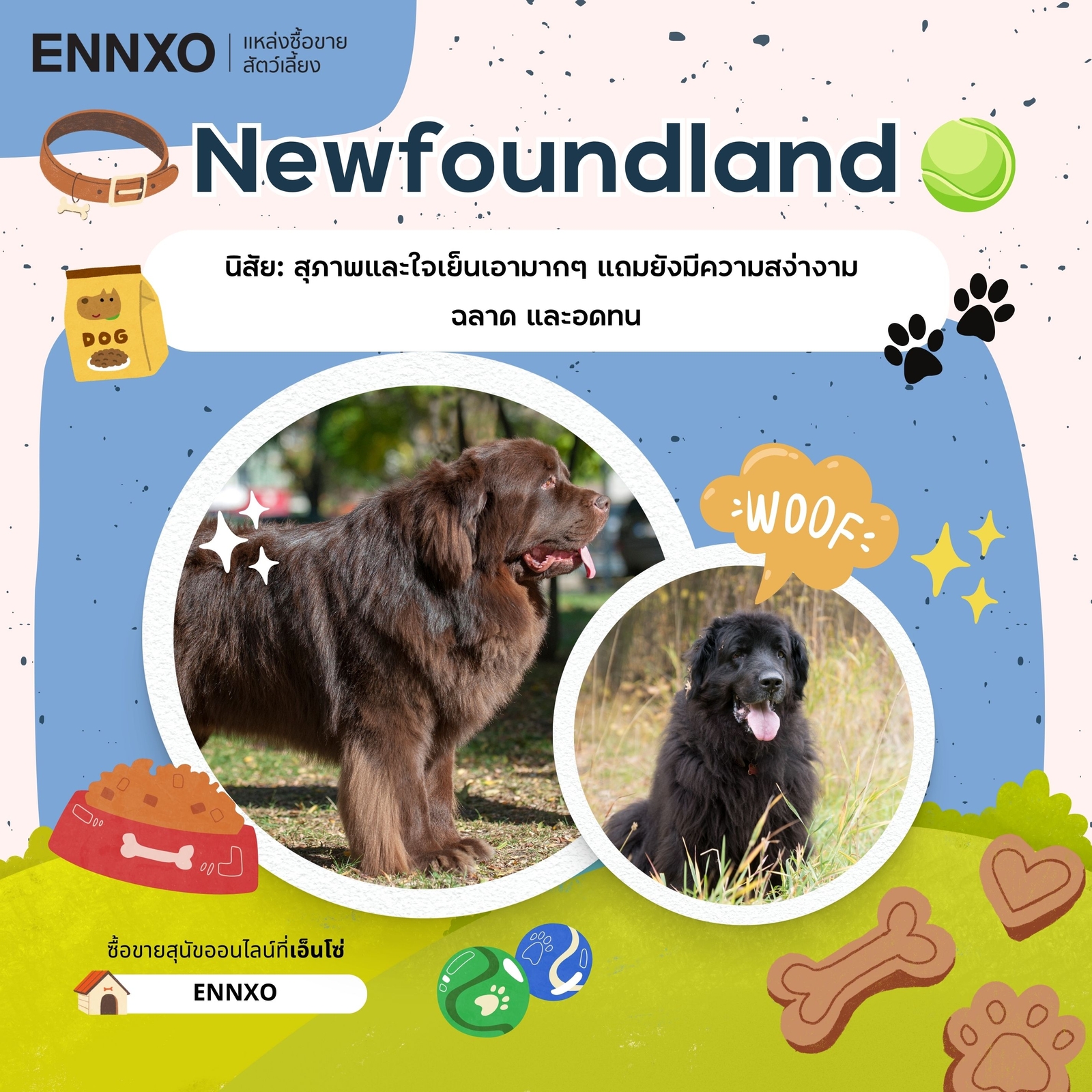 ซื้อขาย Newfoundland นิวฟาวด์แลนด์