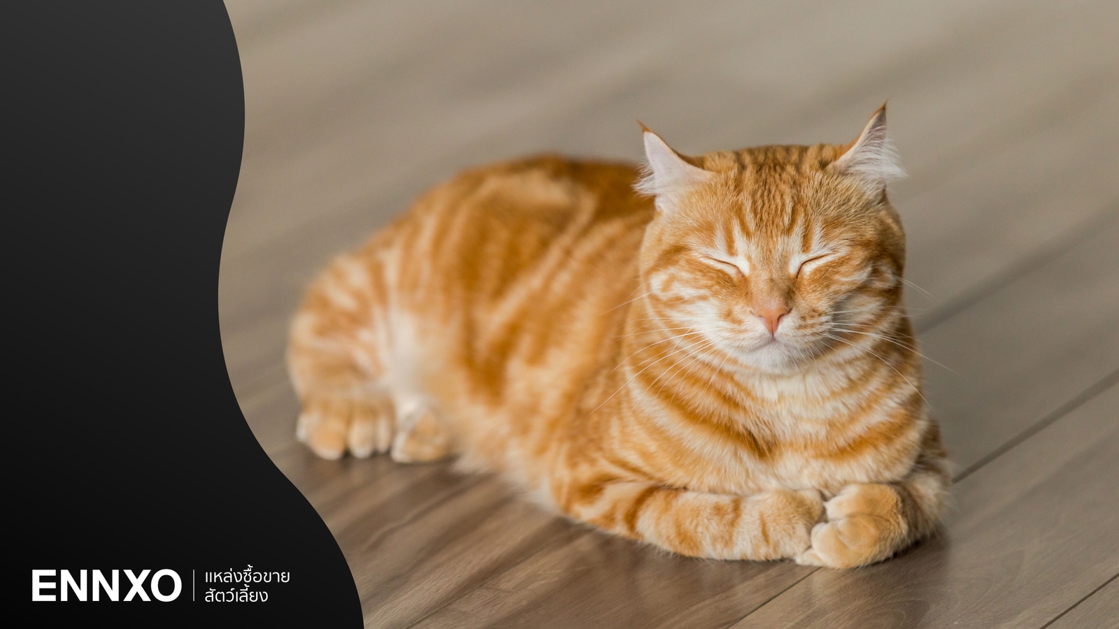 แมวสีส้ม พันธุ์สุดน่ารัก รวมความหมายมงคล และความเชื่อให้โชค