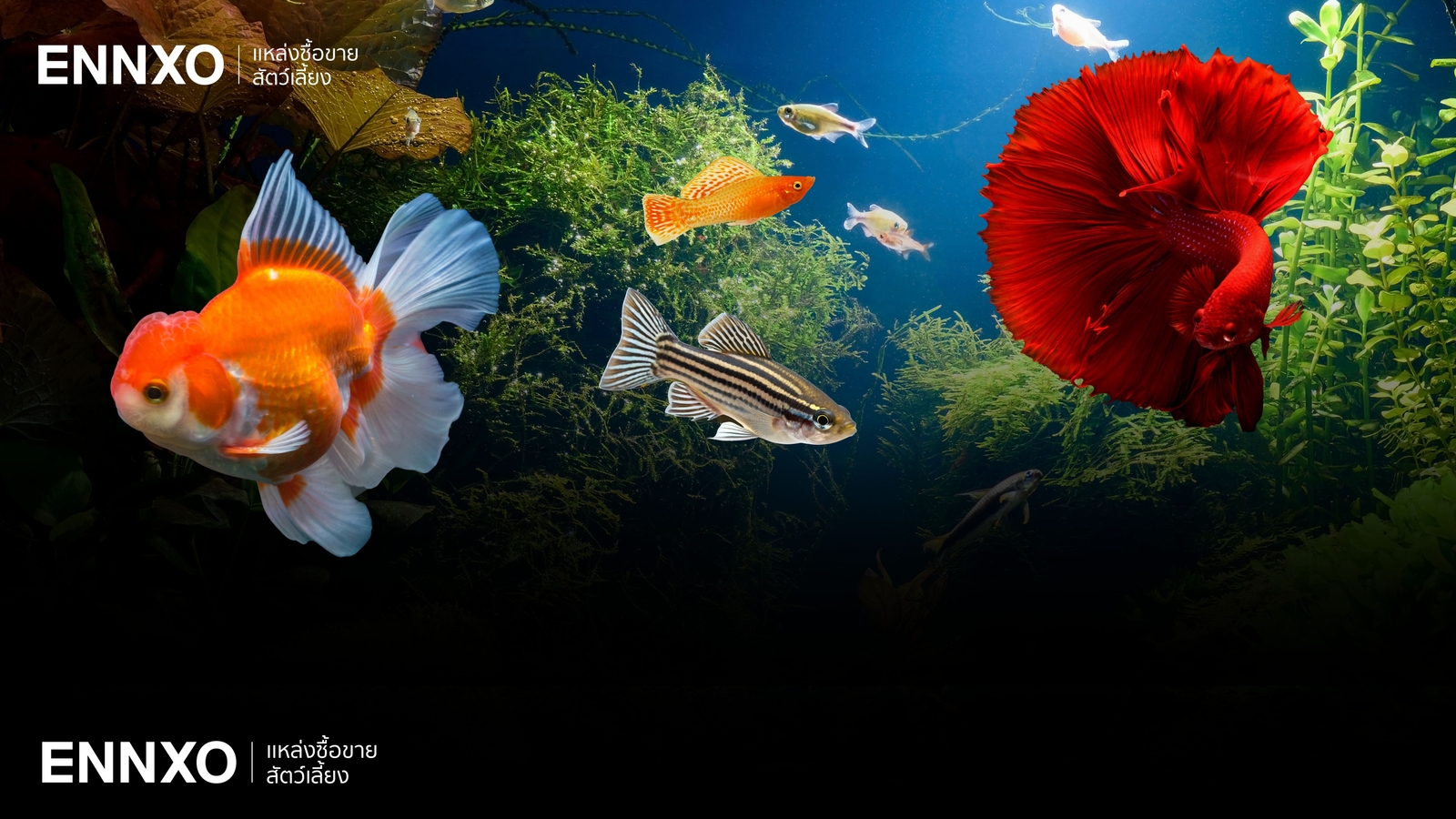 แนะนำปลาเลี้ยงง่าย ไม่ต้องใช้ออกซิเจนในโหลในตู้ มีอะไรบ้าง