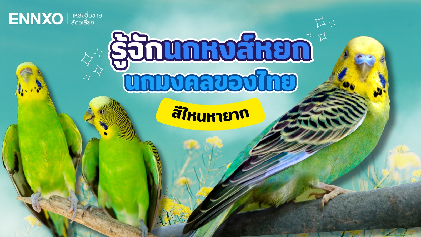 parakeet birds 