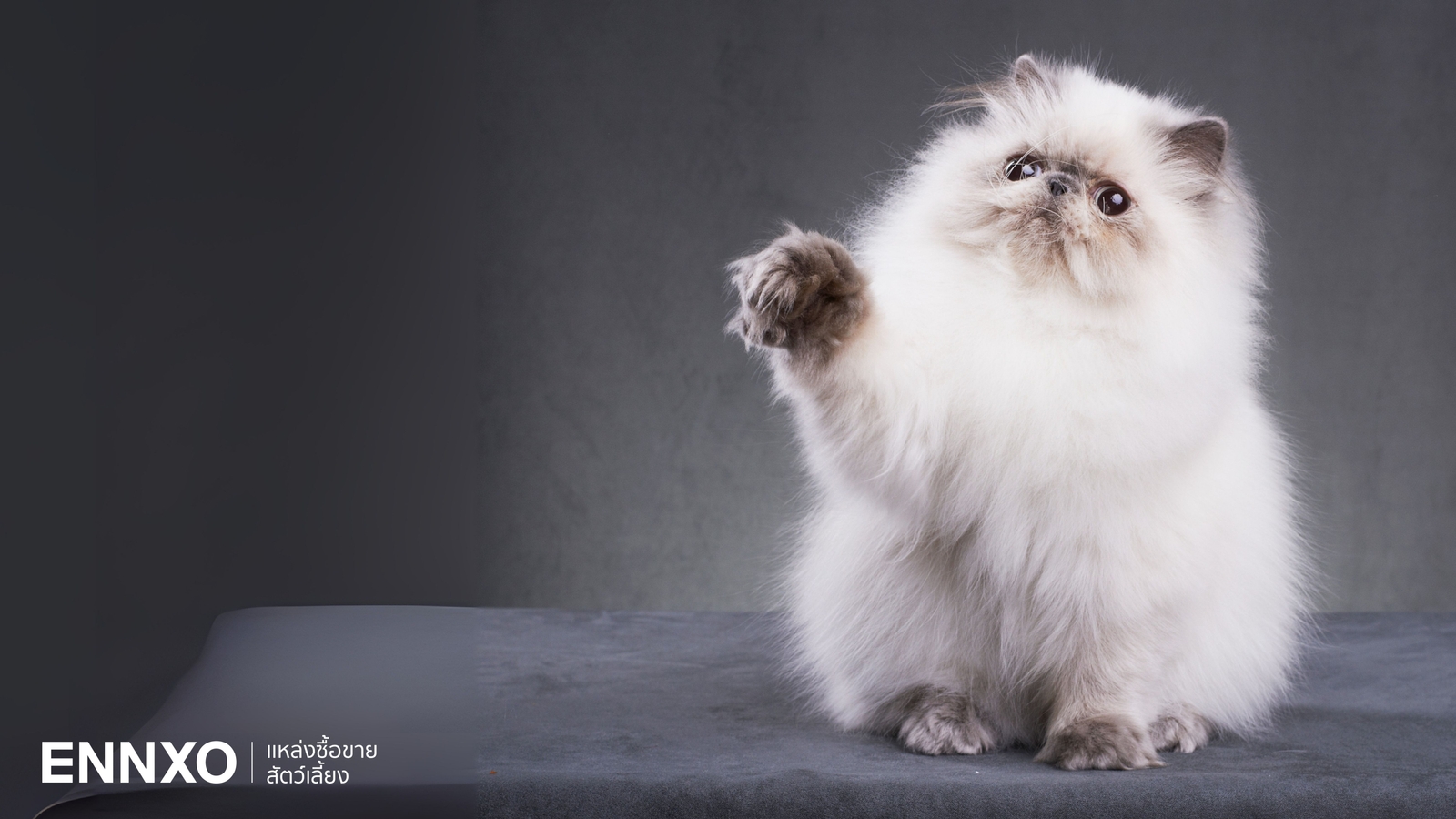 เปิดโลกแมวเปอร์เซีย (Persian) มีกี่สายพันธุ์ กี่สี พร้อมวิธีเลี้ยง