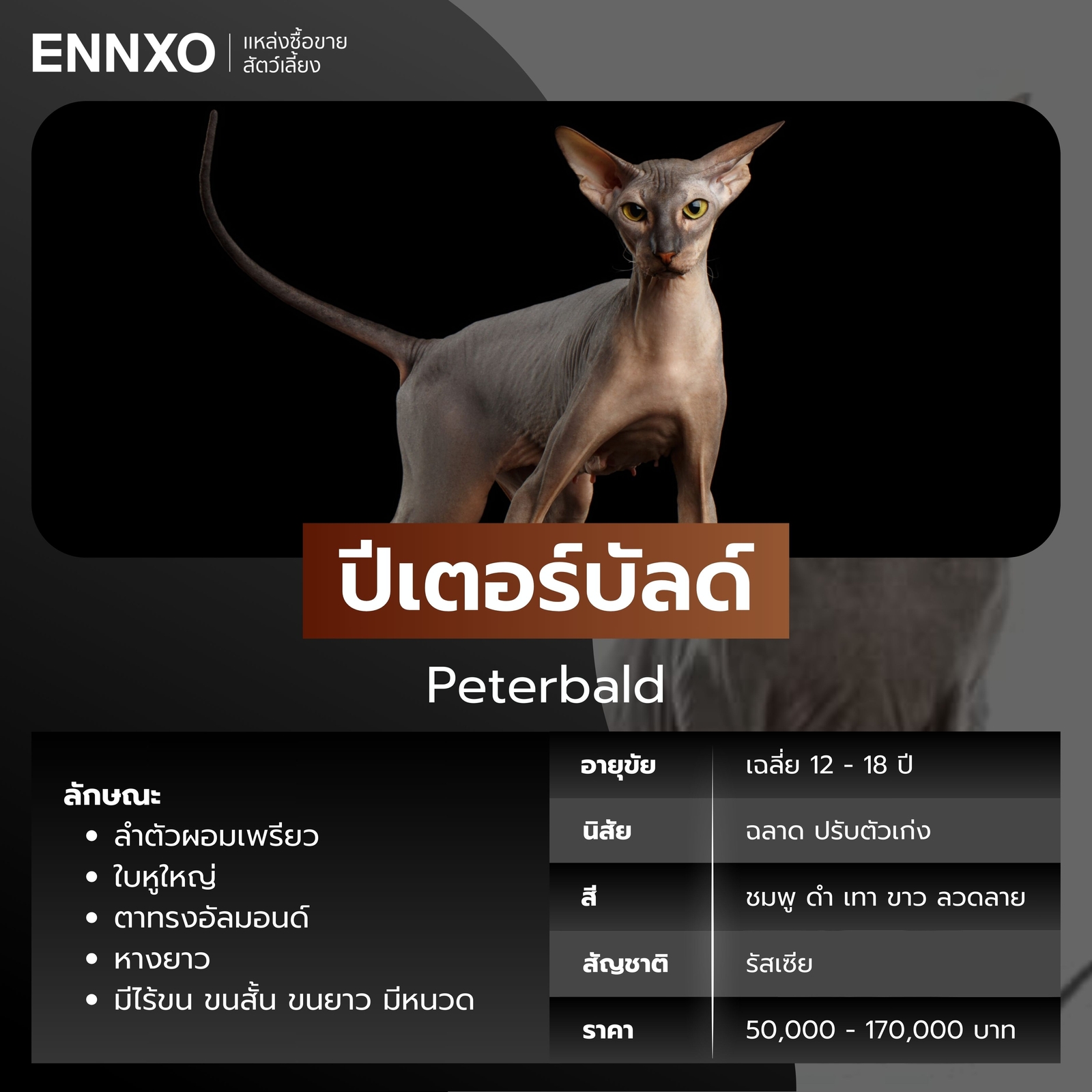 แมวไร้ขน ปีเตอร์บัลด์