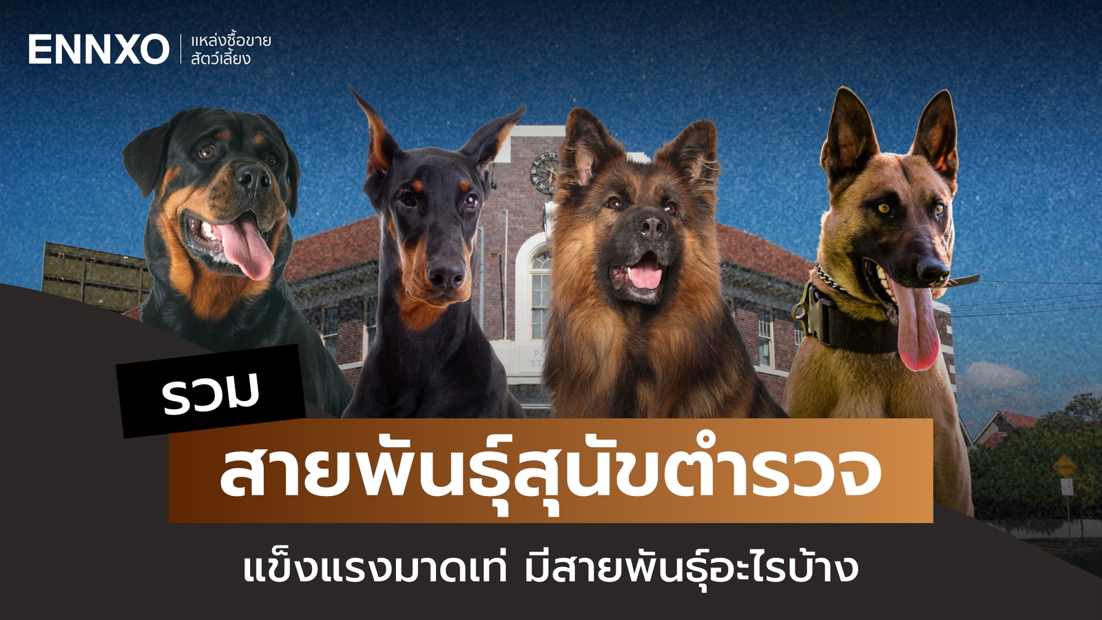 12 พันธุ์หมาตำรวจ มีสายพันธุ์อะไร สุนัข K-9 เด่นด้านไหน?