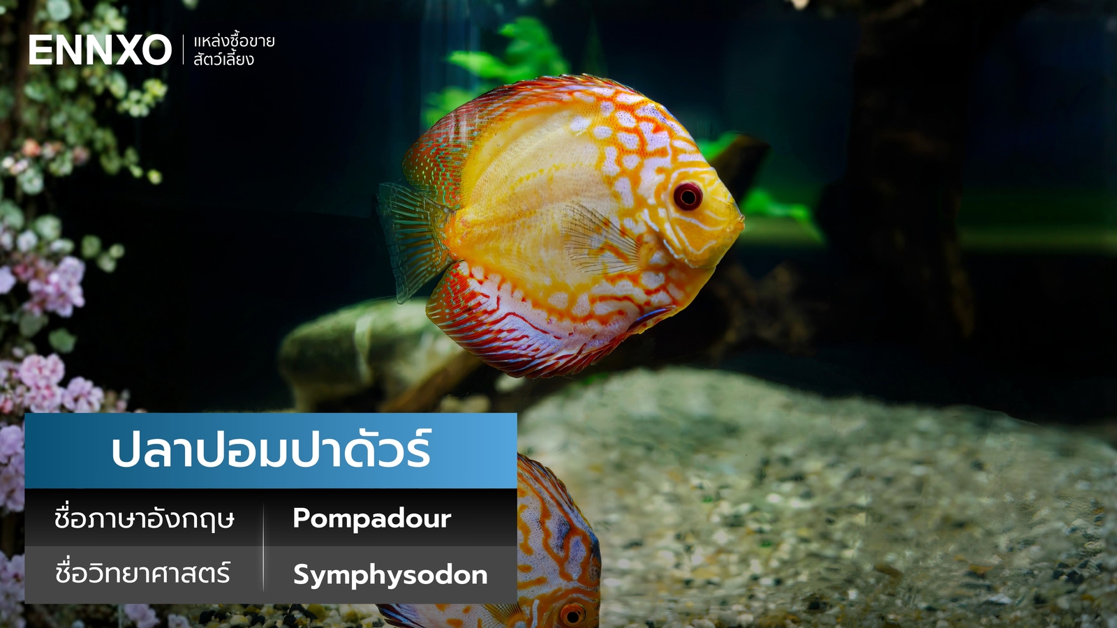 ปลาปอมปาดัวร์ ภาษาอังกฤษ นิสัย และเลี้ยงยากไหม