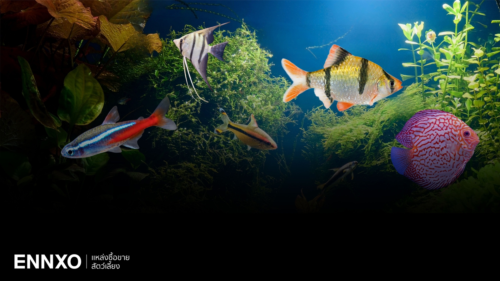 รวมปลาสวยงาม เลี้ยงง่าย ราคาเท่าไหร่ มีสายพันธุ์อะไรบ้าง