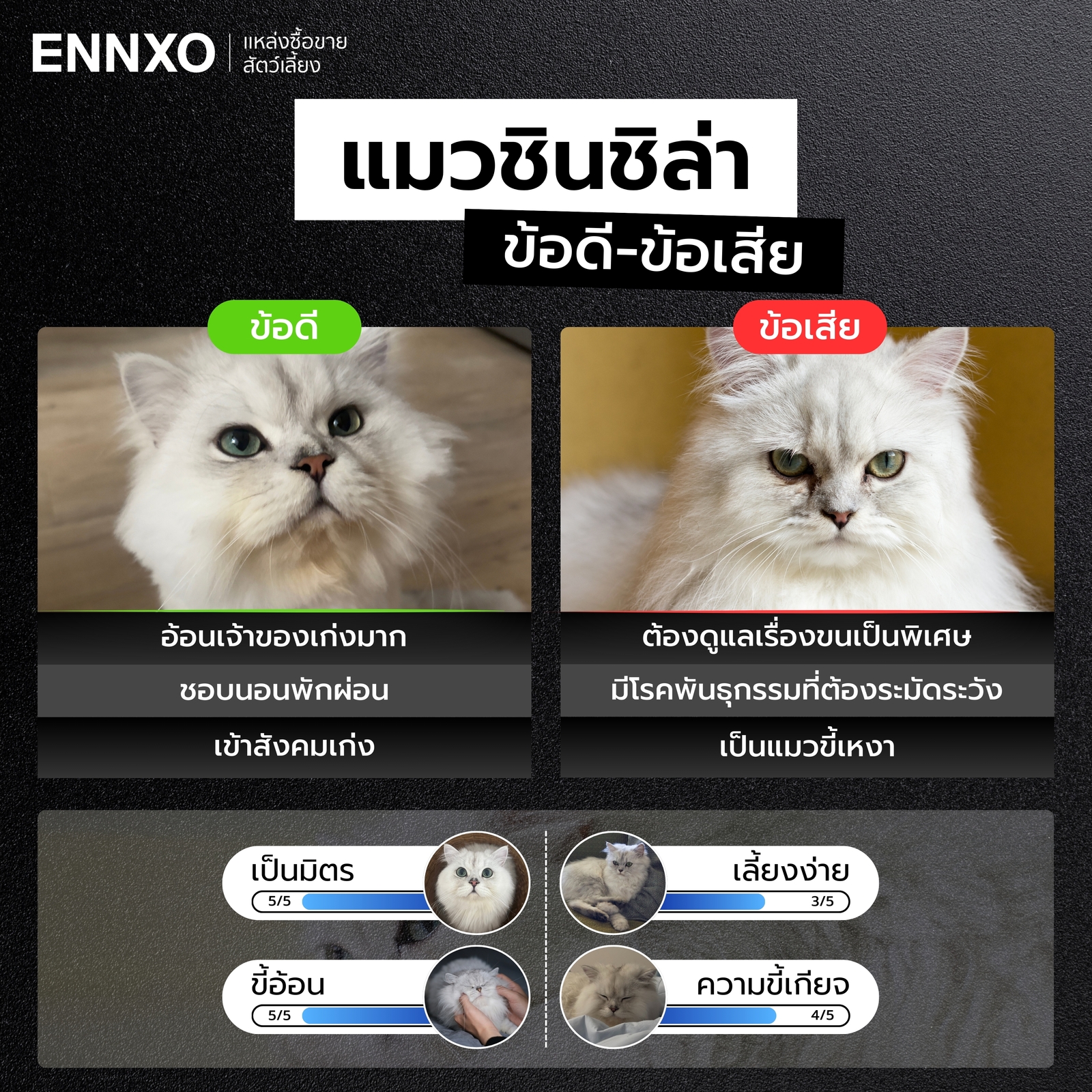 ข้อดี ข้อเสียของแมวชินชิล่า