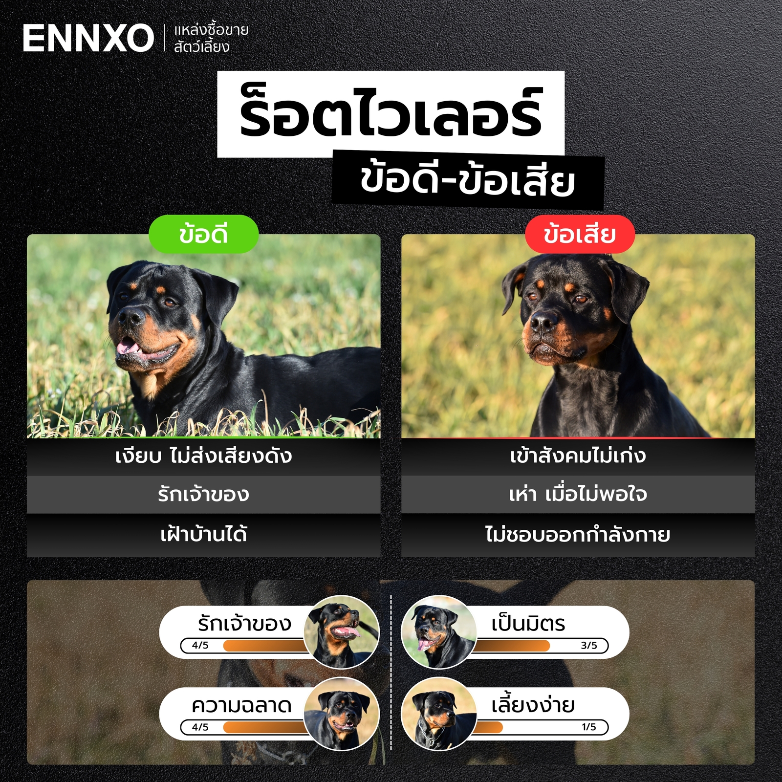 ข้อดี ข้อเสียของสุนัขร็อตไวเลอร์