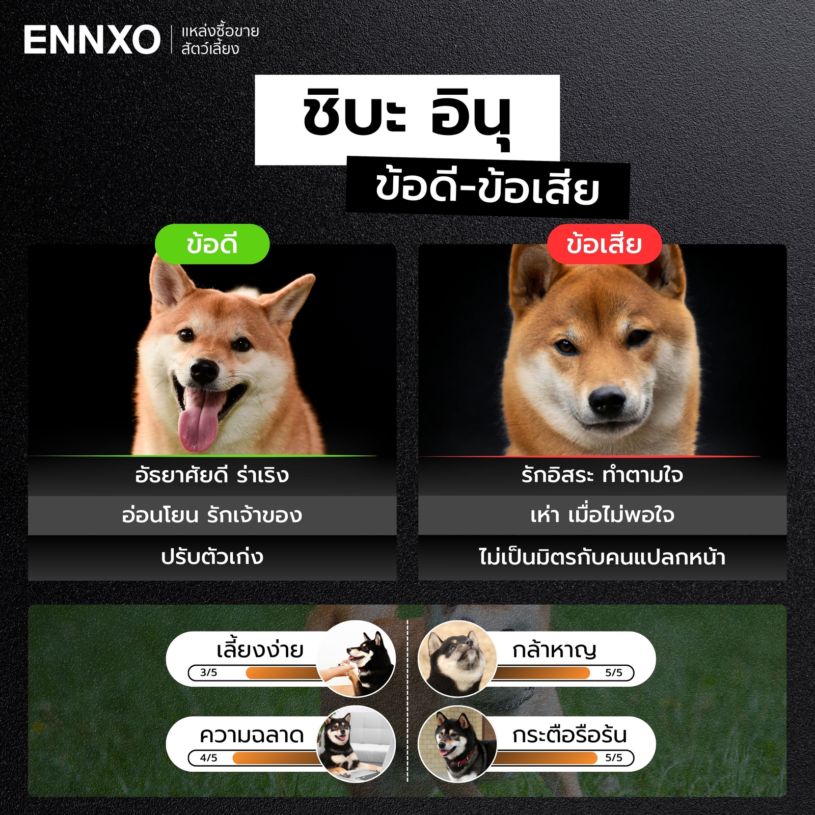 ข้อดี ข้อเสียของชิบะ อินุ