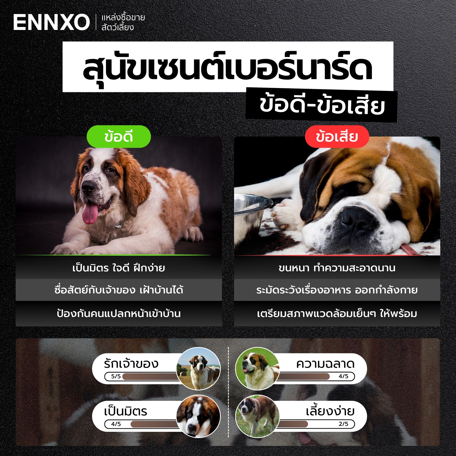 ข้อดี ข้อเสียของ สุนัขเซนต์เบอร์นาร์ด