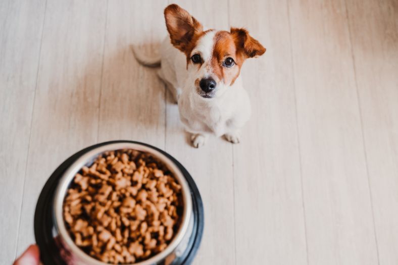 อาหารเม็ดสุนัข ยี่ห้อไหนดี 2024 อาหารหมาเกรดพรีเมียม กินได้ทั้งหมาพันธุ์เล็ก-ใหญ่