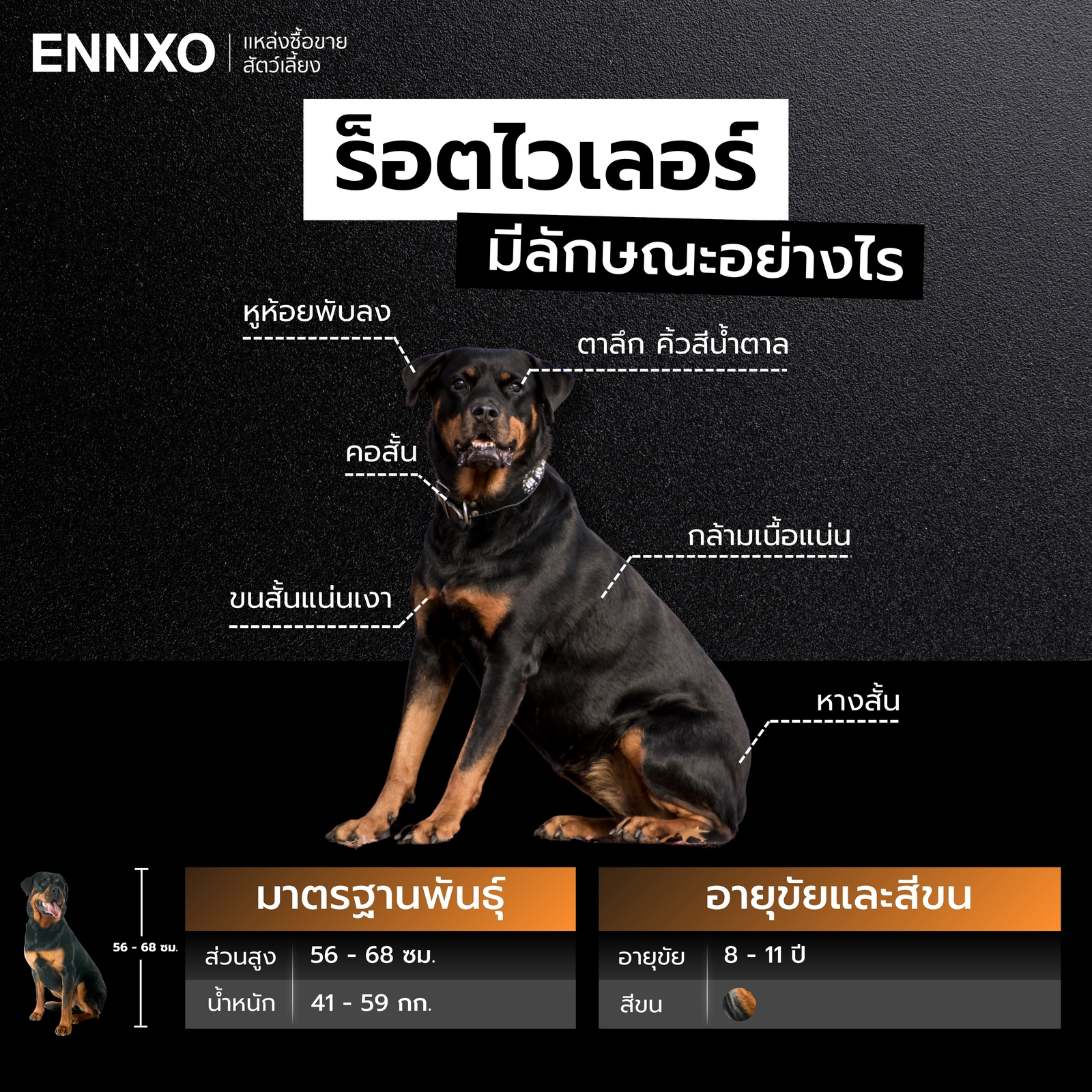 ลักษณะของสุนัขร็อตไวเลอร์