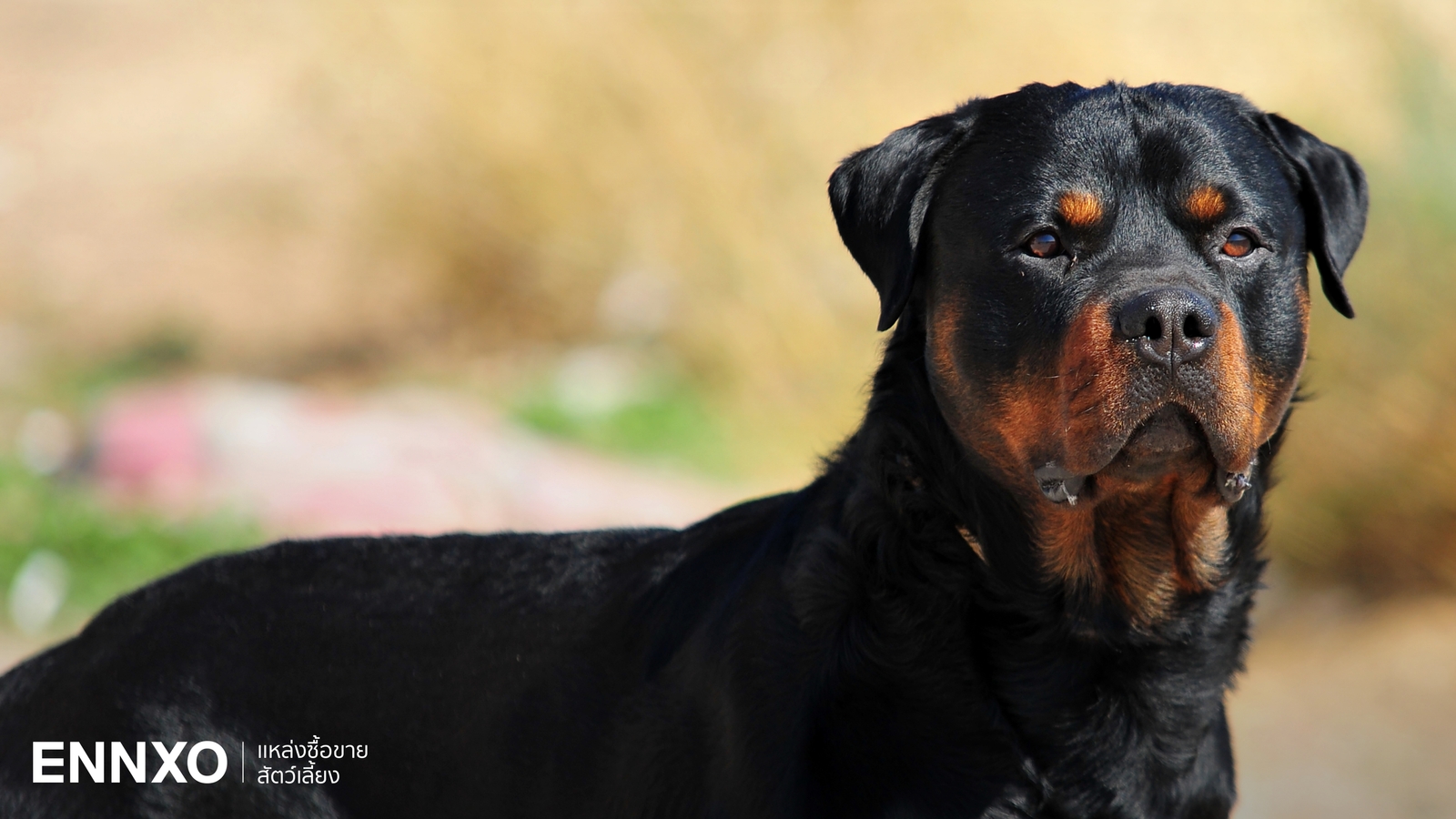 สุนัขร็อตไวเลอร์ (Rottweiler) ดุไหม? รู้จักลักษณะ นิสัย และวิธีเลี้ยง