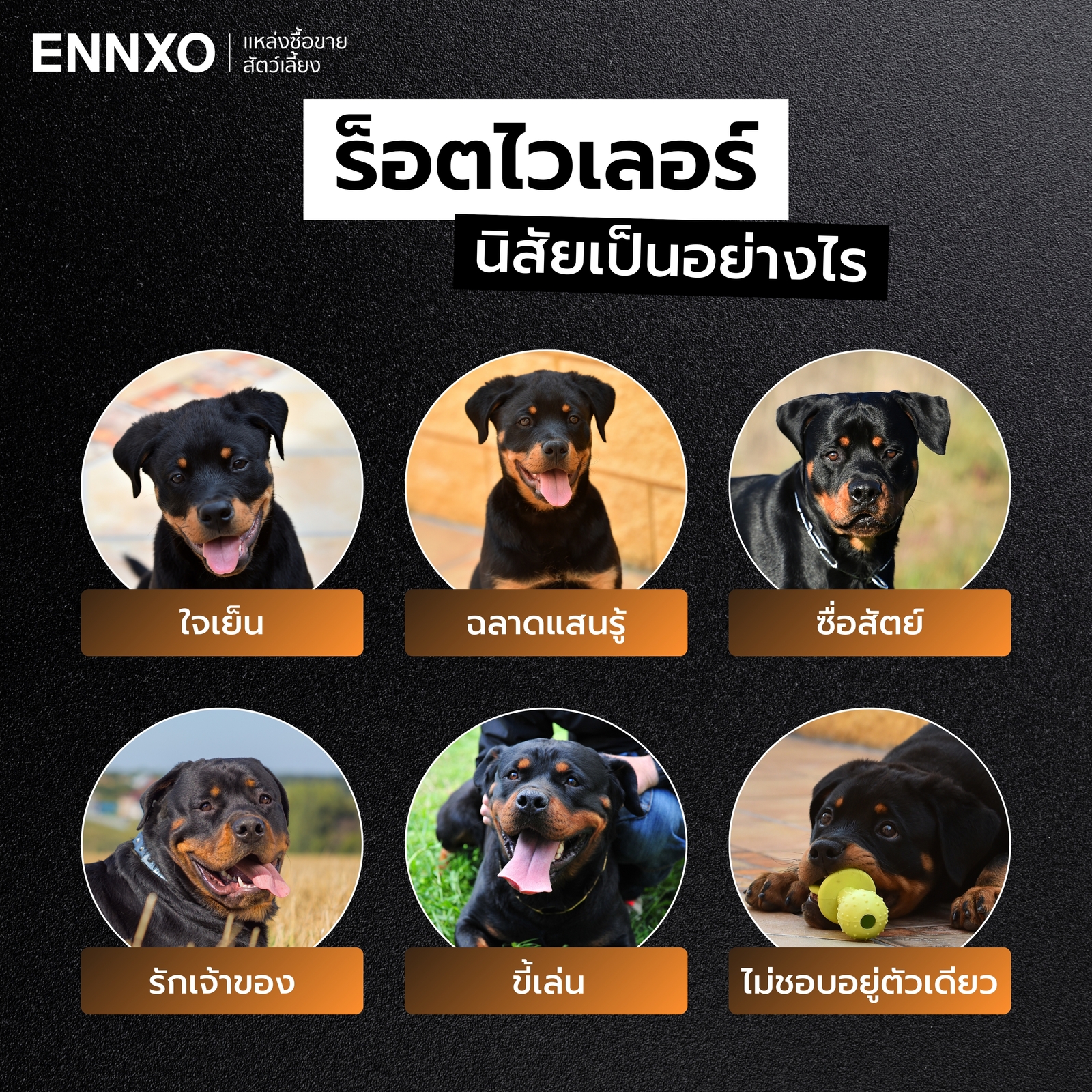 นิสัยของสุนัขร็อตไวเลอร์