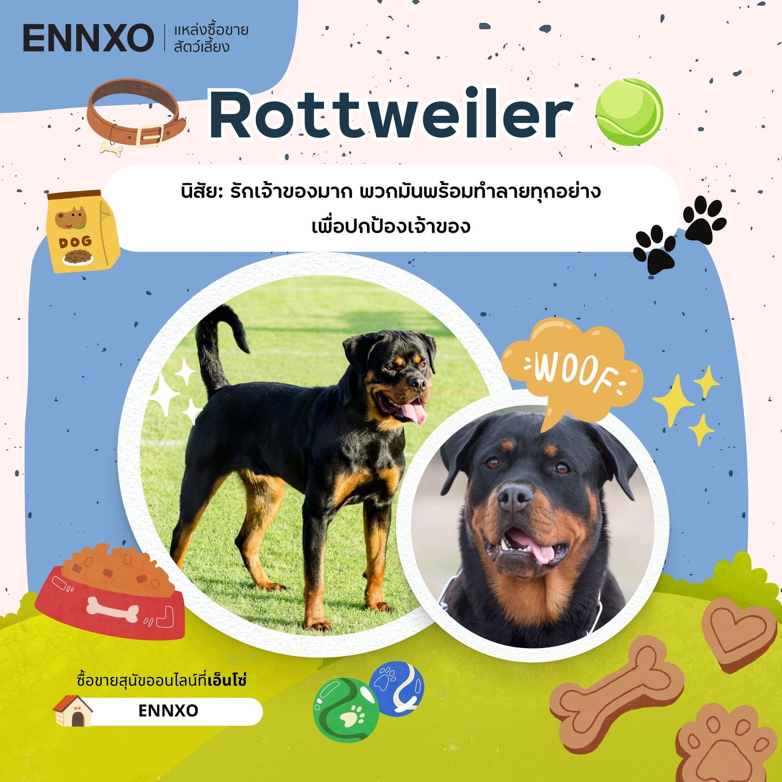 ซื้อขาย Rottweiler ร็อตไวเลอร์