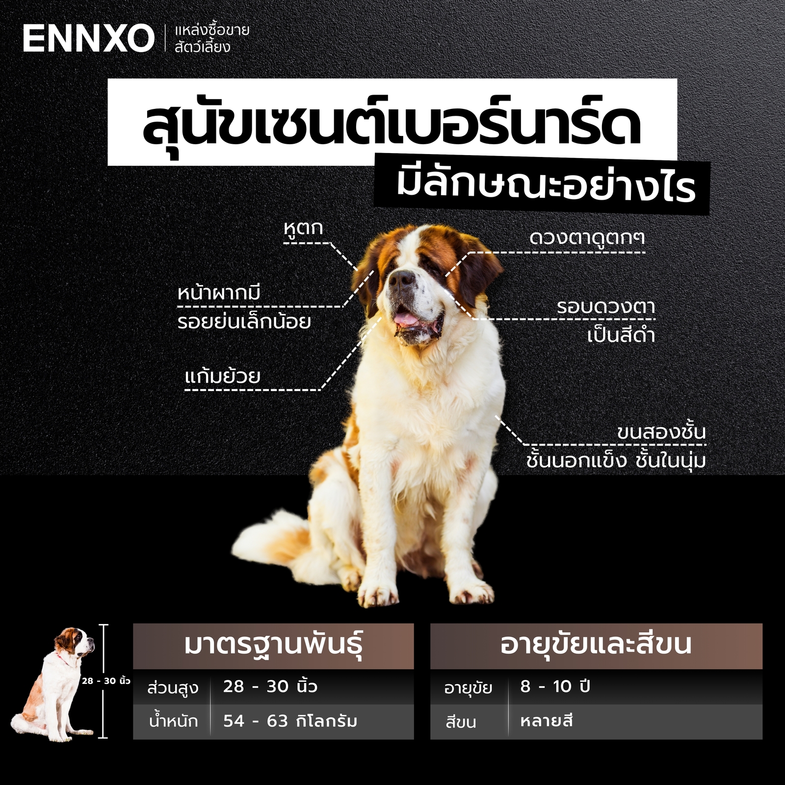 ลักษณะทางกายภาพของสุนัขเซนต์เบอร์นาร์ด