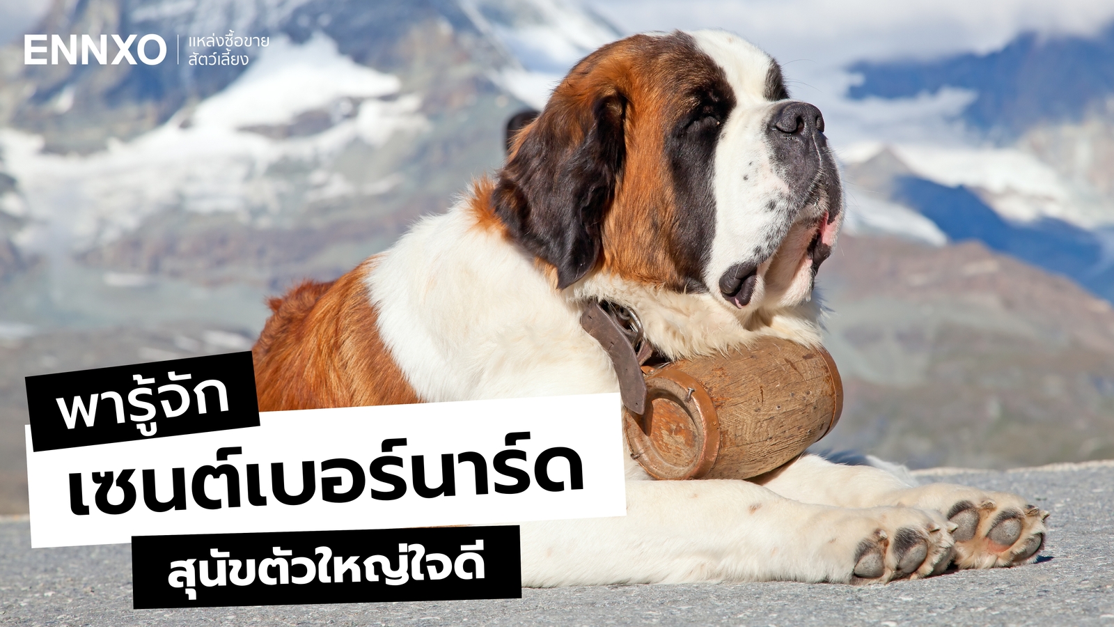 ลักษณะและนิสัยสุนัขเซนต์เบอร์นาร์ด (Saint Bernard) หมาใหญ่ใจดี