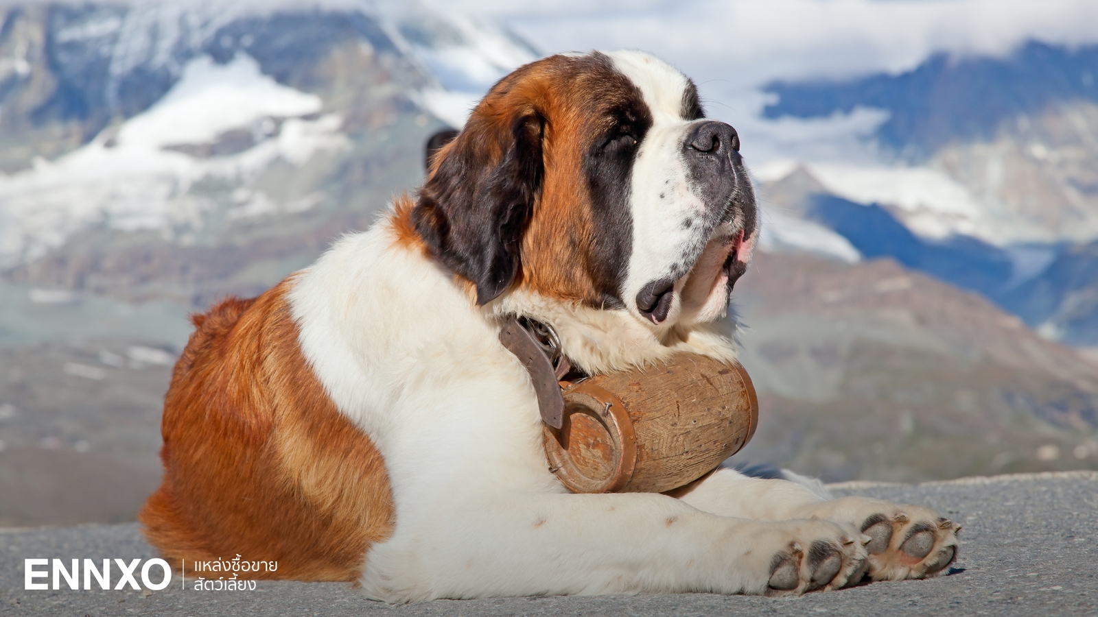 ลักษณะและนิสัยสุนัขเซนต์เบอร์นาร์ด (Saint Bernard) หมาใหญ่ใจดี