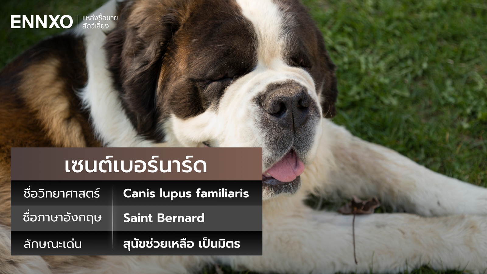 ชื่ออังกฤษกับวิทยาศาสตร์ของสุนัขเซนต์เบอร์นาร์ด