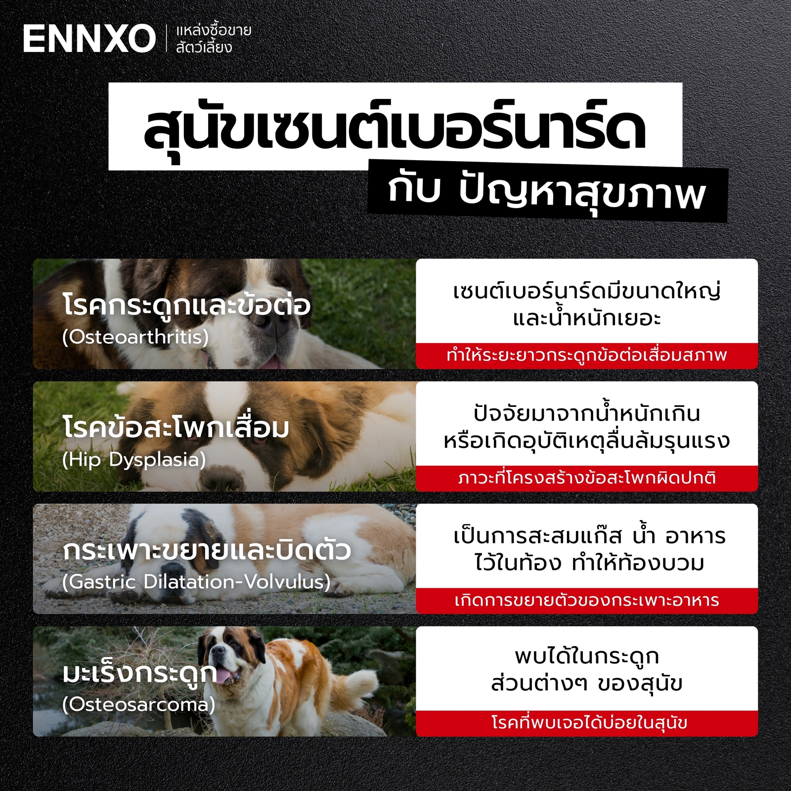 สุนัขเซนต์เบอร์นาร์ด ปัญหาสุขภาพที่ต้องระวัง