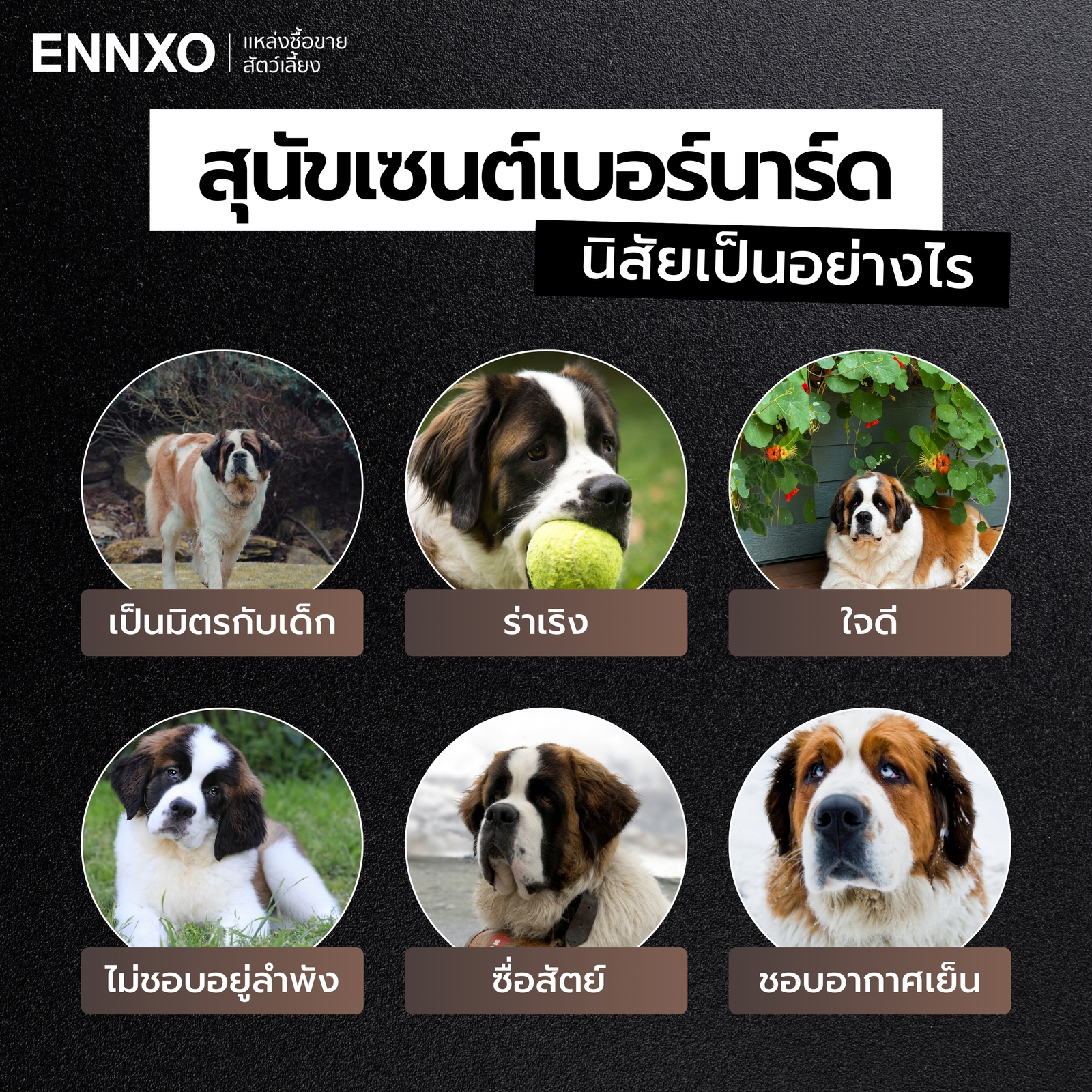 นิสัยของสุนัขเซนต์เบอร์นาร์ด