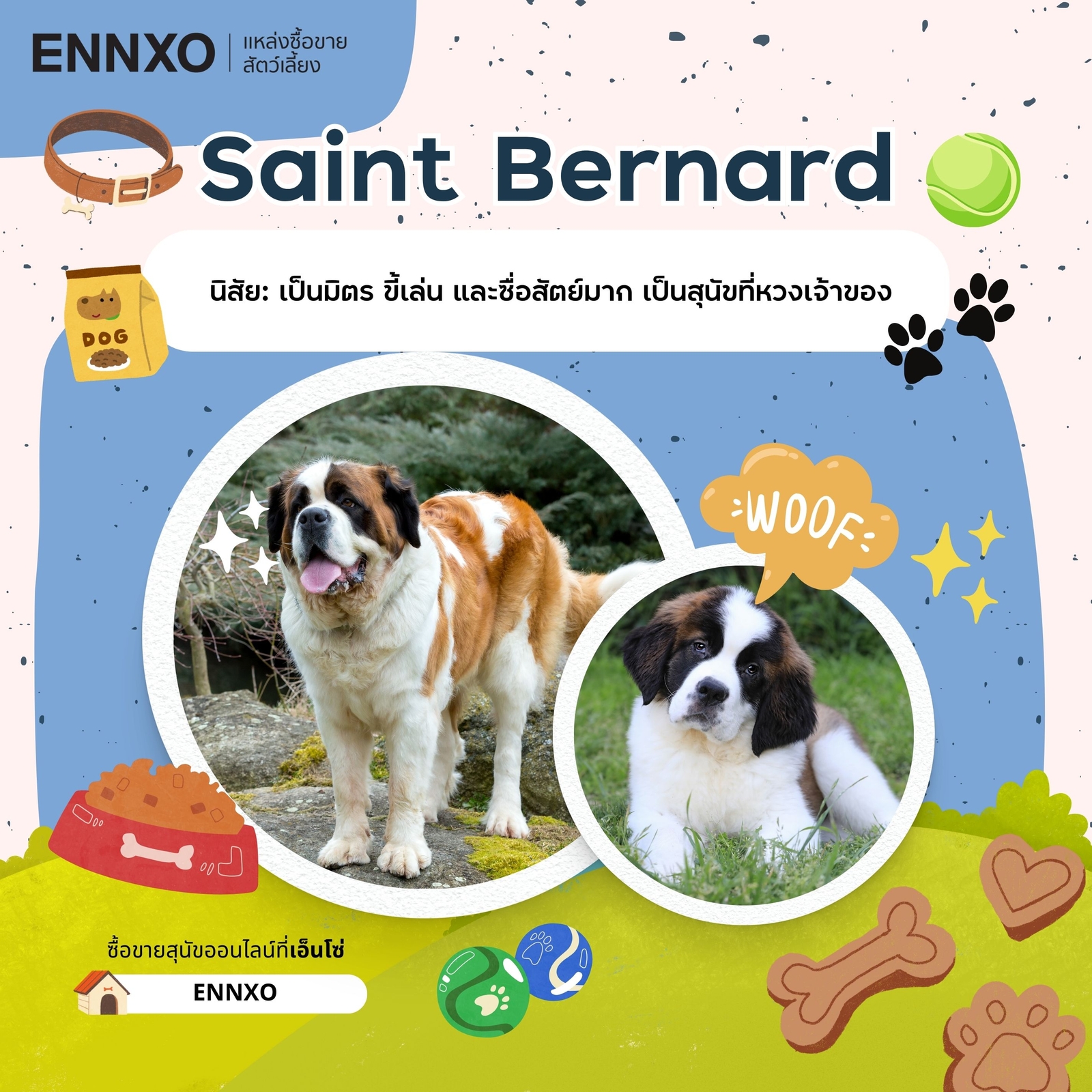 ซื้อขาย Saint Bernard เซนต์เบอร์นาร์ด 