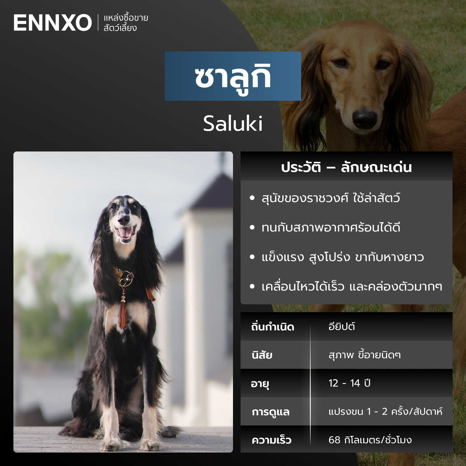 สุนัขซาลูกิ สุนัขวิ่งเร็วที่สุด